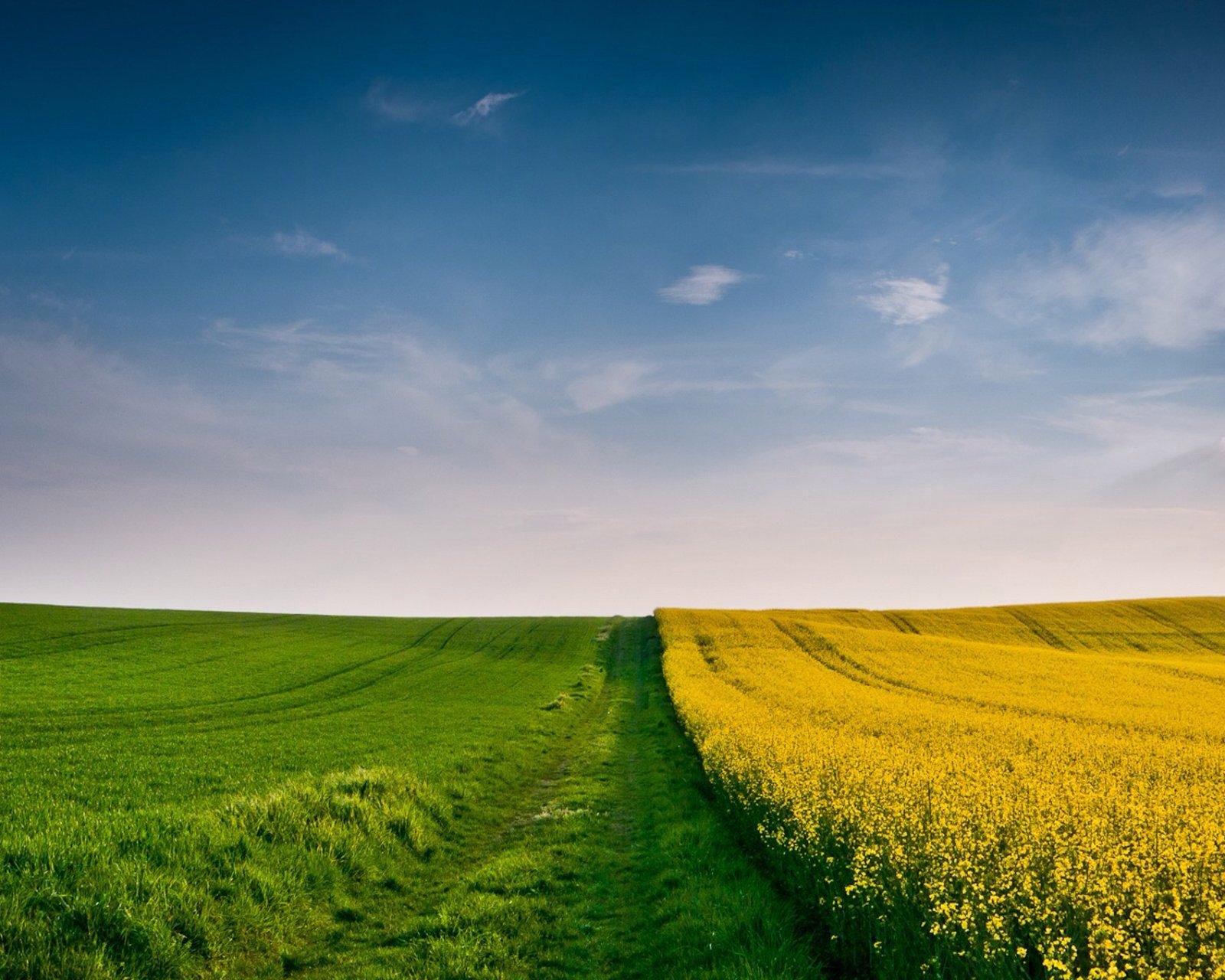 风景,自然,风光,草地,远方