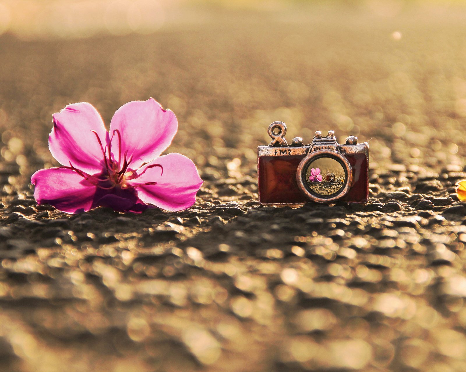 小清新,清新,唯美,物语,静物,治愈系,温暖,慢生活,相机,花,夕阳