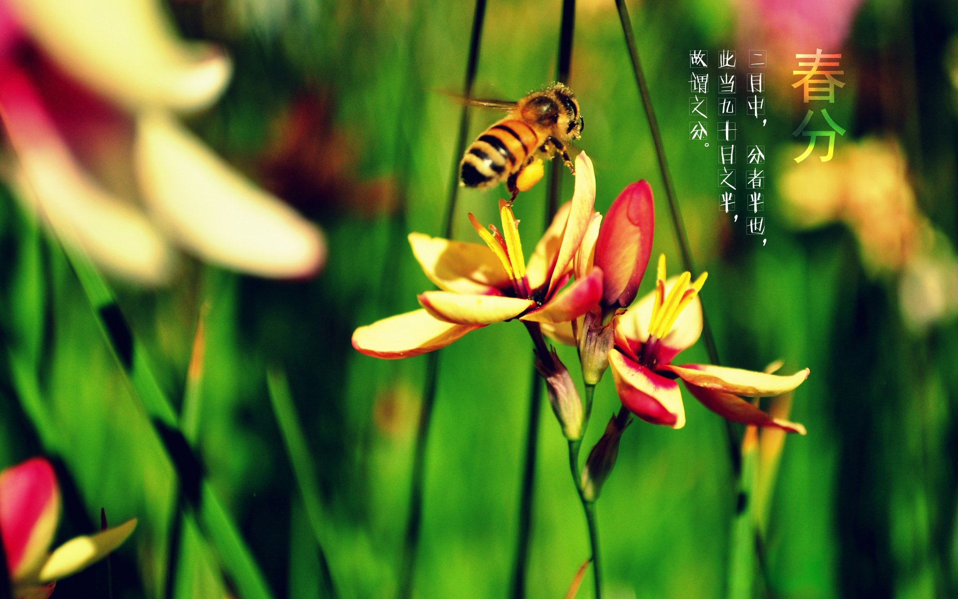 二十四节气,24节气,节气,风景,自然,风光,节日,春分