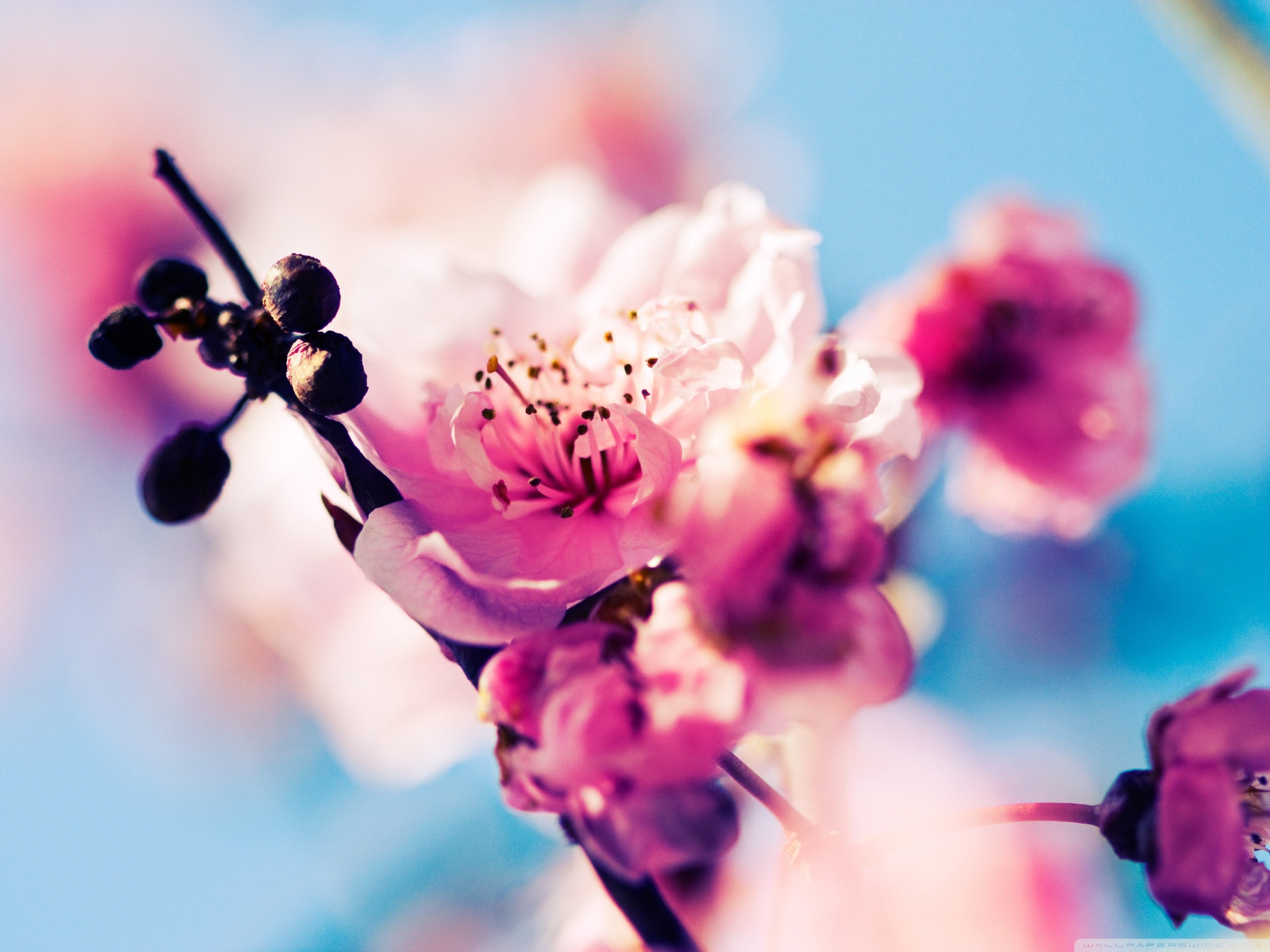 春分,春天,花,花开的声音,浪漫,清新,花朵,唯美,温暖,清新淡雅,鸟语花香