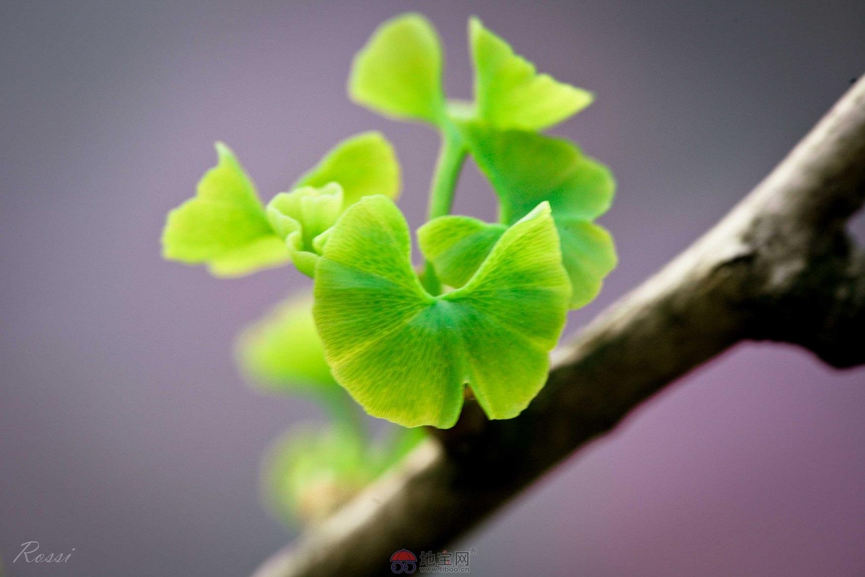 风景,自然,风光,发芽,树枝,春天,生命