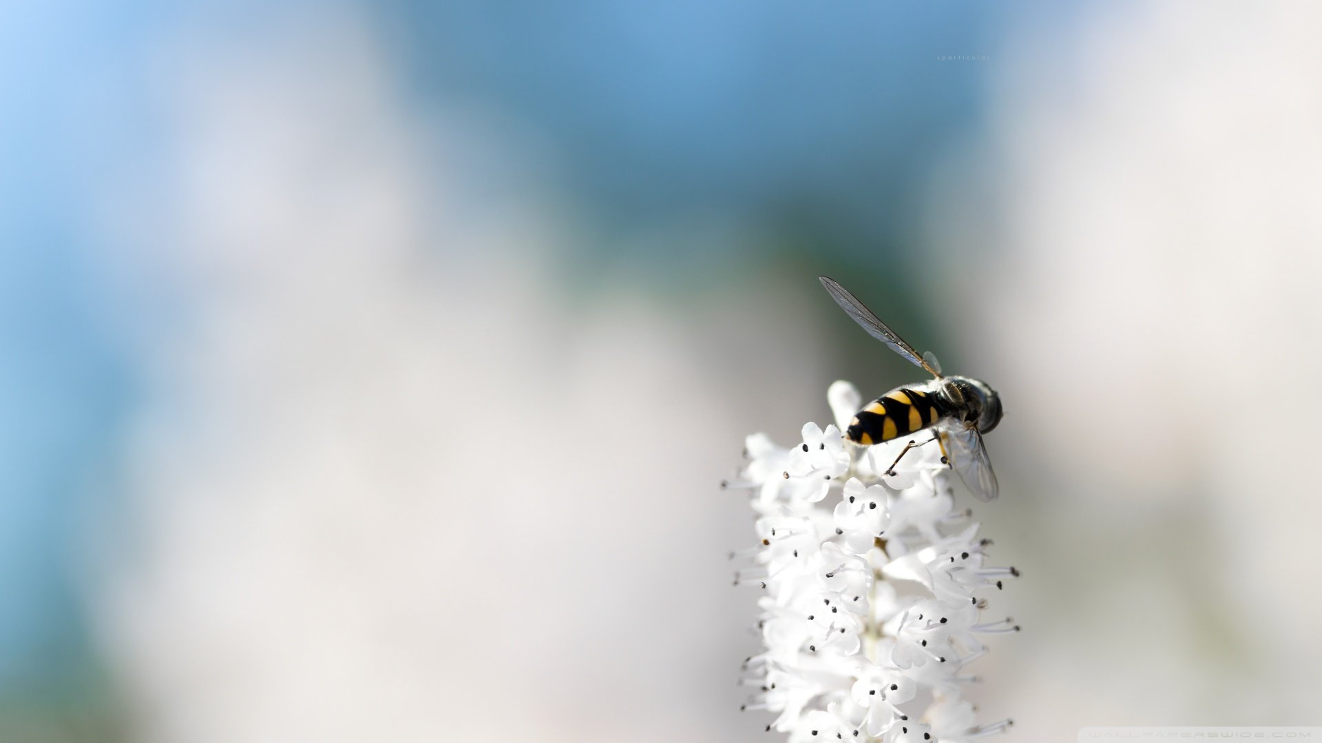 春分,春天,花,花开的声音,浪漫,清新,花朵,唯美,温暖,清新淡雅,鸟语花香