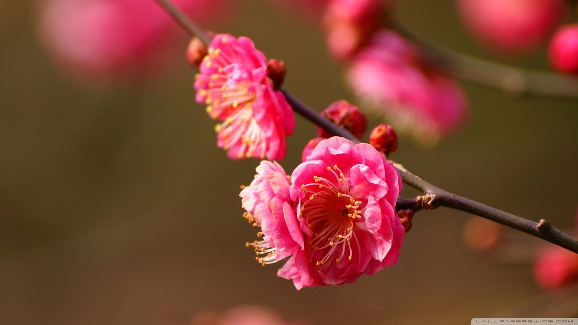 春分,春天,花,花开的声音,浪漫,清新,花朵,唯美,温暖,清新淡雅,鸟语花香