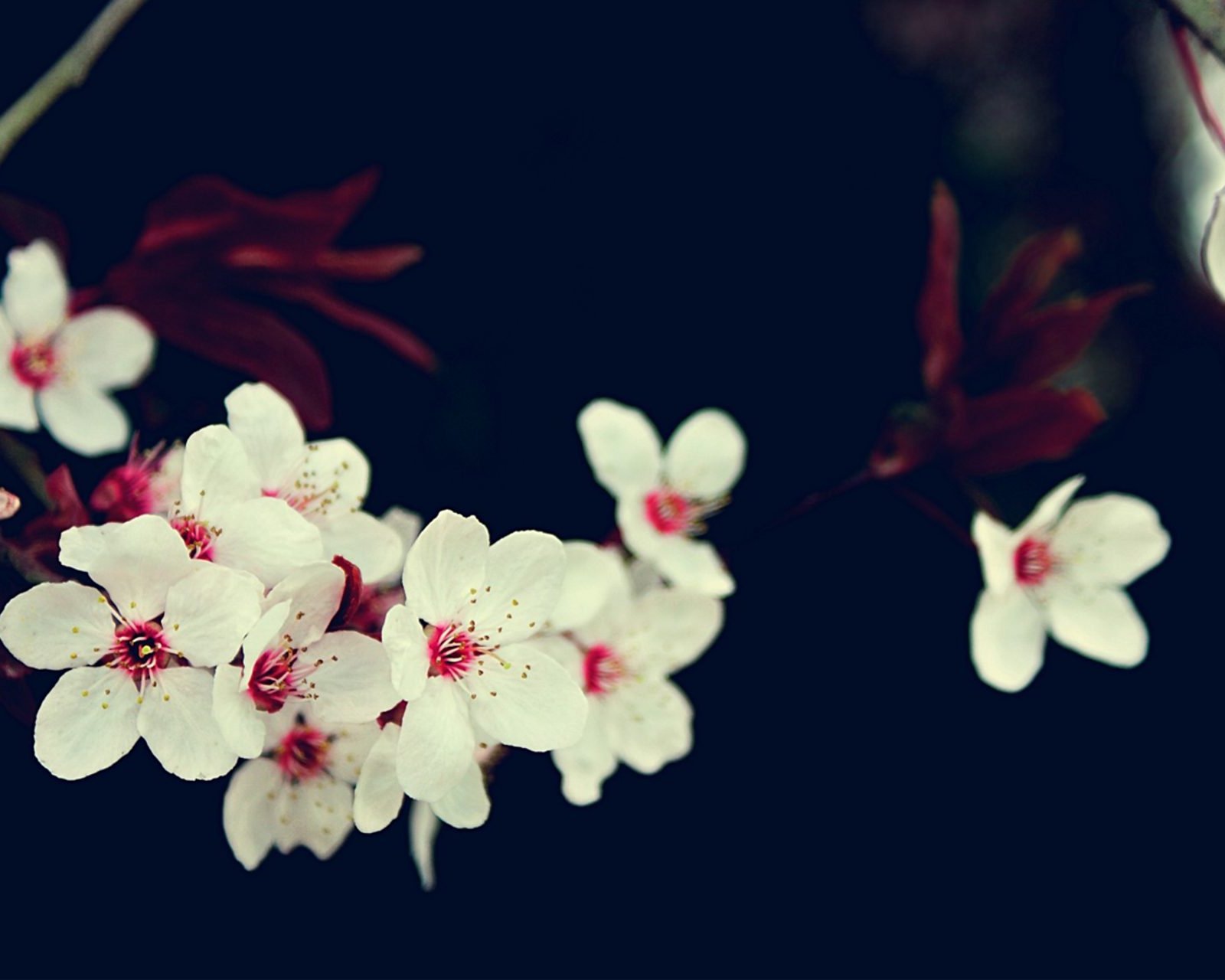 春分,春天,花,花开的声音,浪漫,清新,花朵,唯美,温暖,清新淡雅,鸟语花香