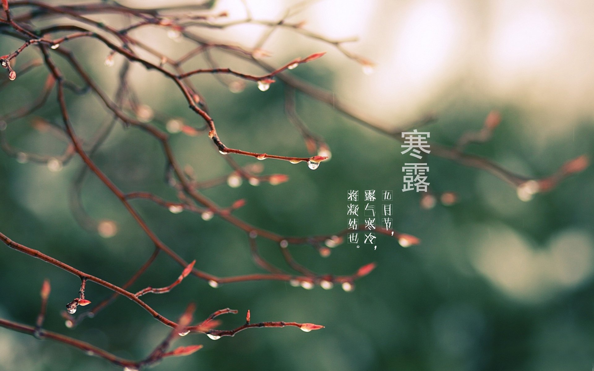 二十四节气,24节气,节气,风景,自然,风光,节日,寒露