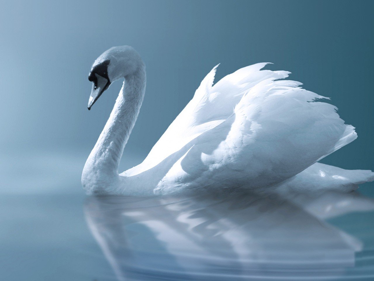 动物,天鹅,优雅