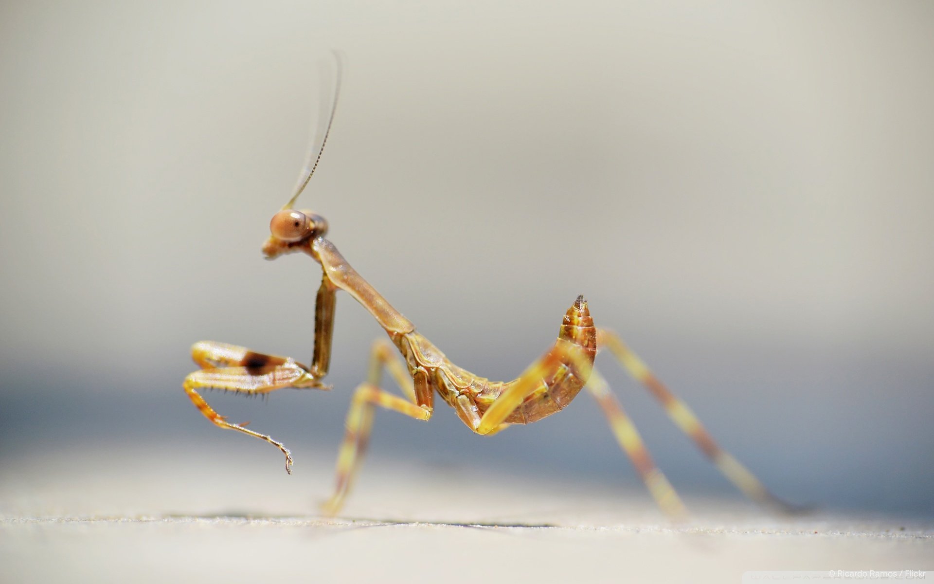 动物,野生动物,螳螂