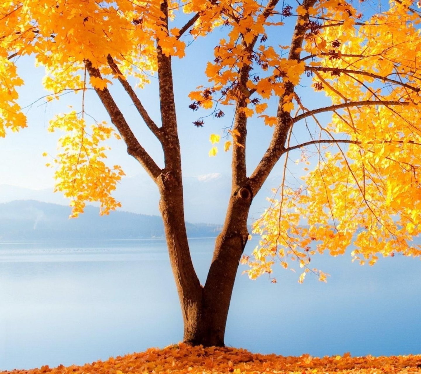 植树节,来生要做一棵树,风景,自然