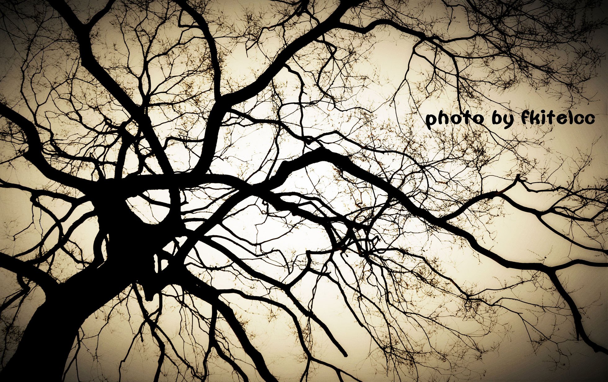 自然,风景,树,唯美,意境,孤单,来生要做一棵树