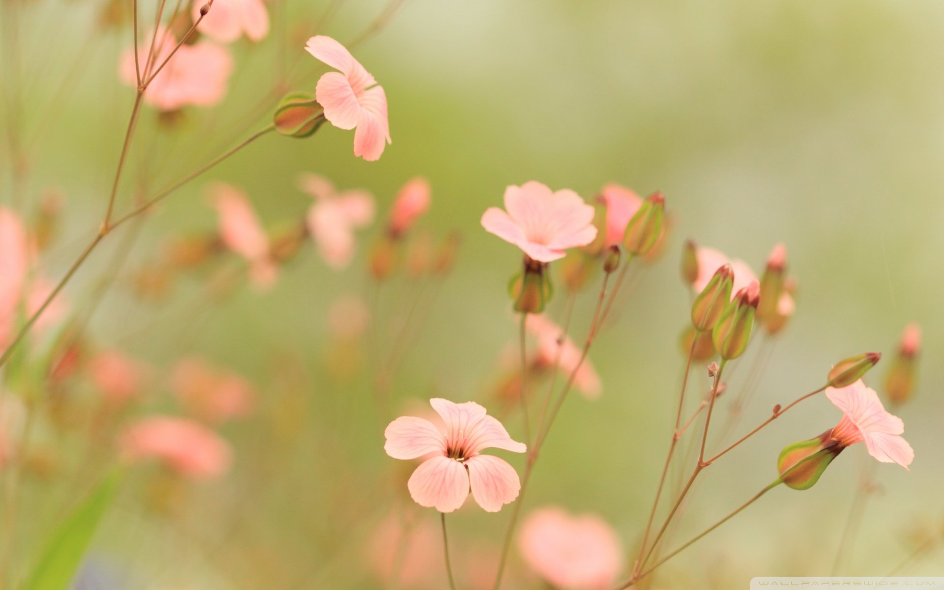 春分,春天,花,花开的声音,浪漫,清新,花朵,唯美,温暖,清新淡雅,鸟语花香