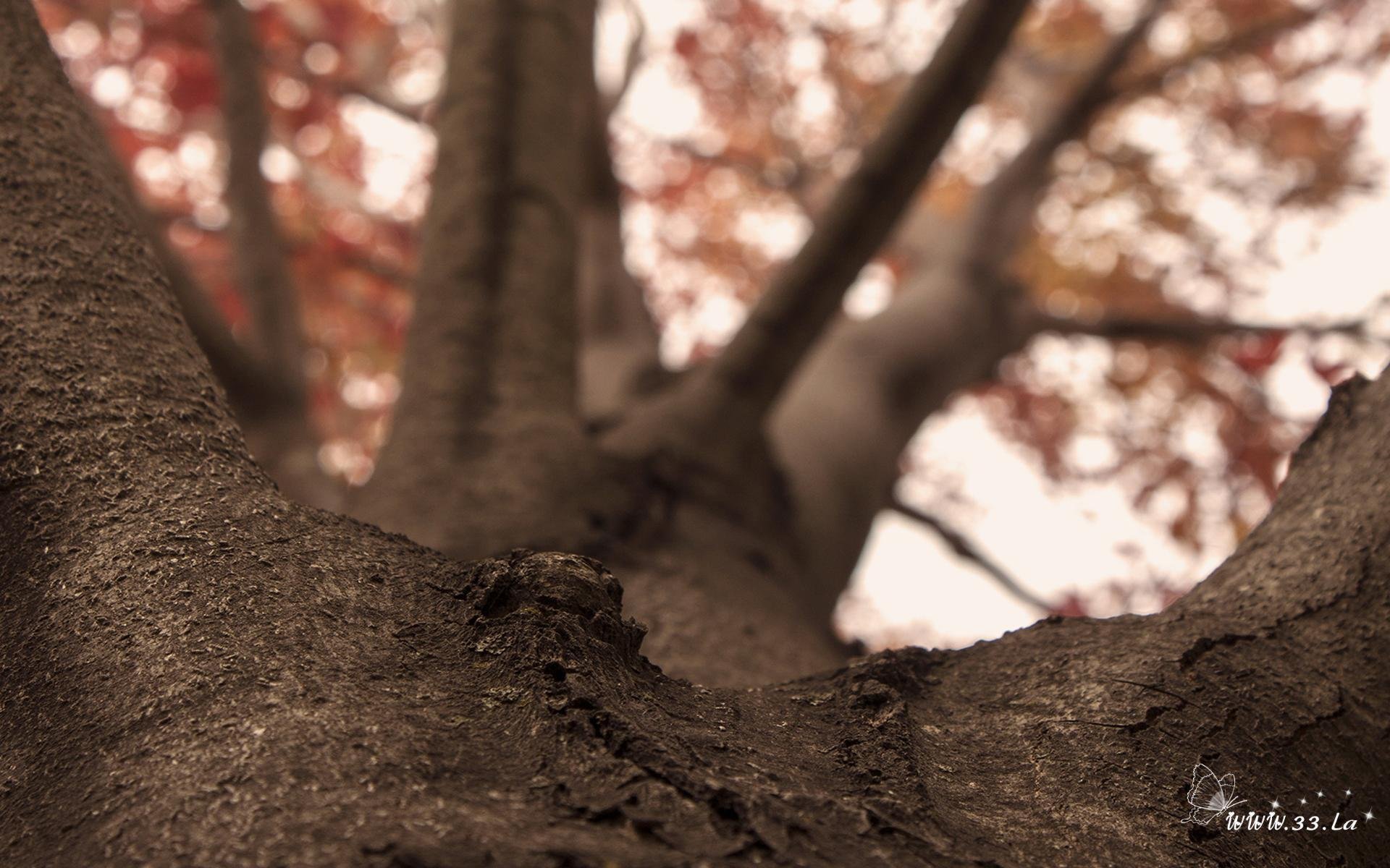 植树节,来生要做一棵树,风景,自然