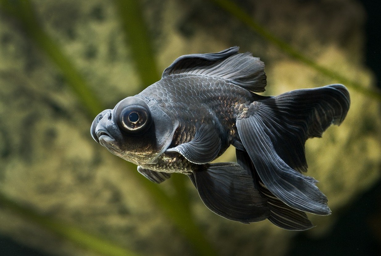 动物,金鱼,7秒的记忆,可爱,唯美,意境,游,安静,水下