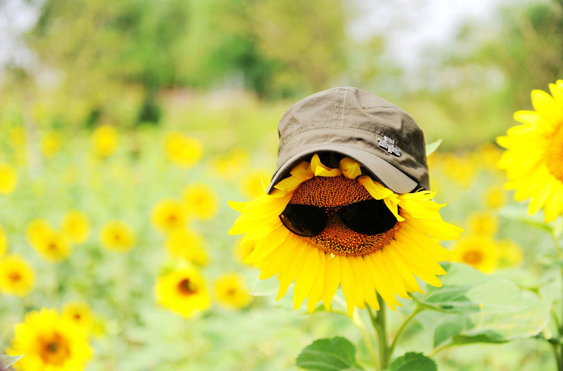 小清新,唯美,温馨,温暖,阳光,绿色养眼,自然,清新淡雅,花,春天,花团锦簇,向日葵