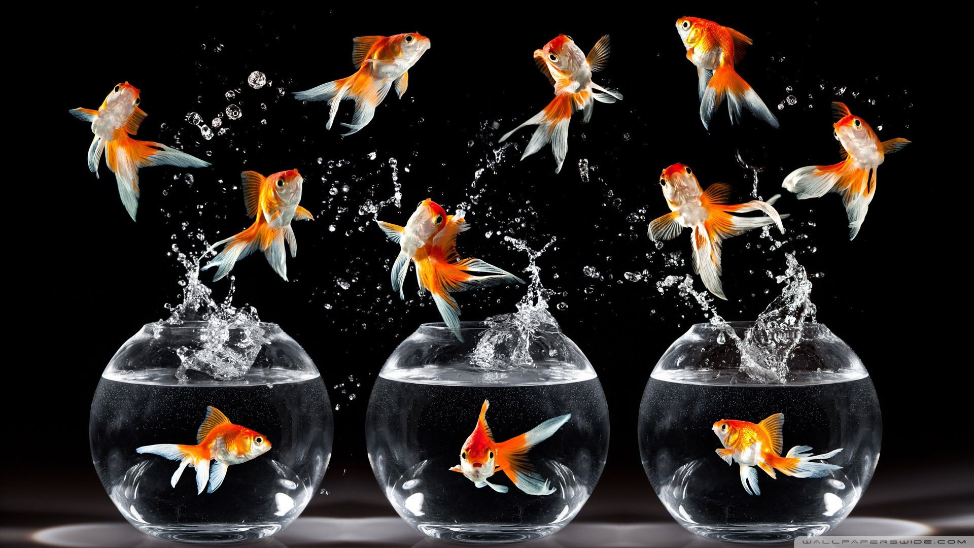 动物,野生动物,海洋天堂,海底世界,鱼