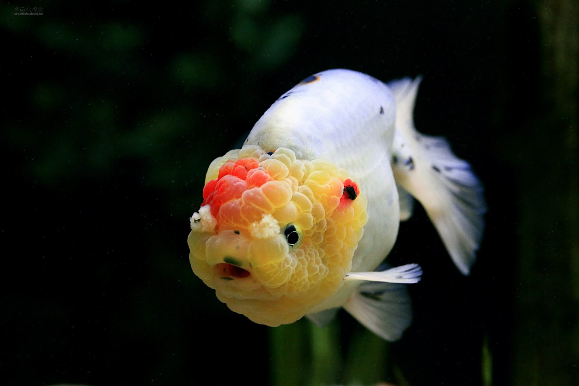 动物,金鱼,7秒的记忆,可爱,唯美,意境,游,安静,水下