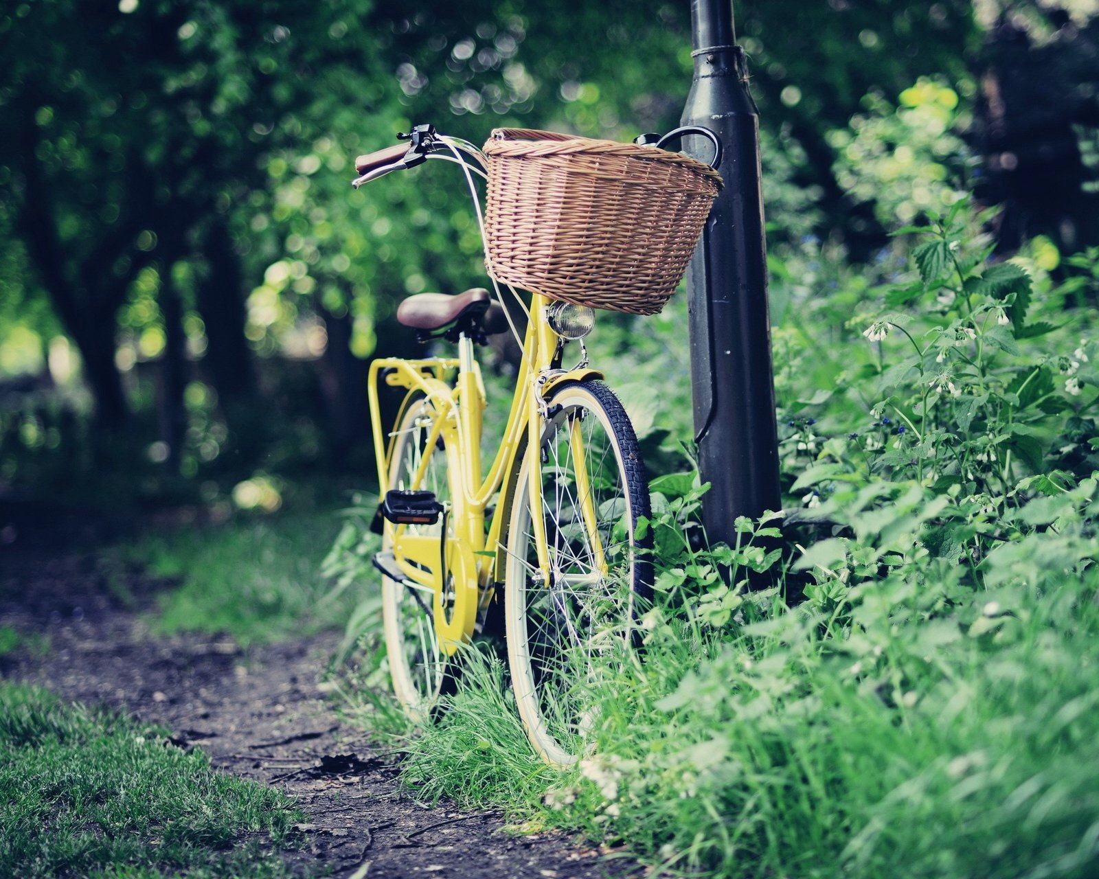 情感,温馨,文字控,心事,治愈,自行车,森林,树林,田园
