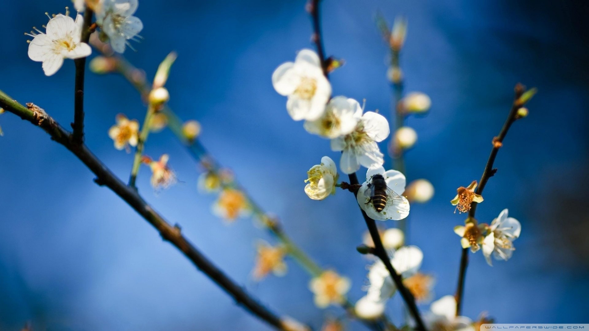 春分,春天,花,花开的声音,浪漫,清新,花朵,唯美,温暖,清新淡雅,鸟语花香