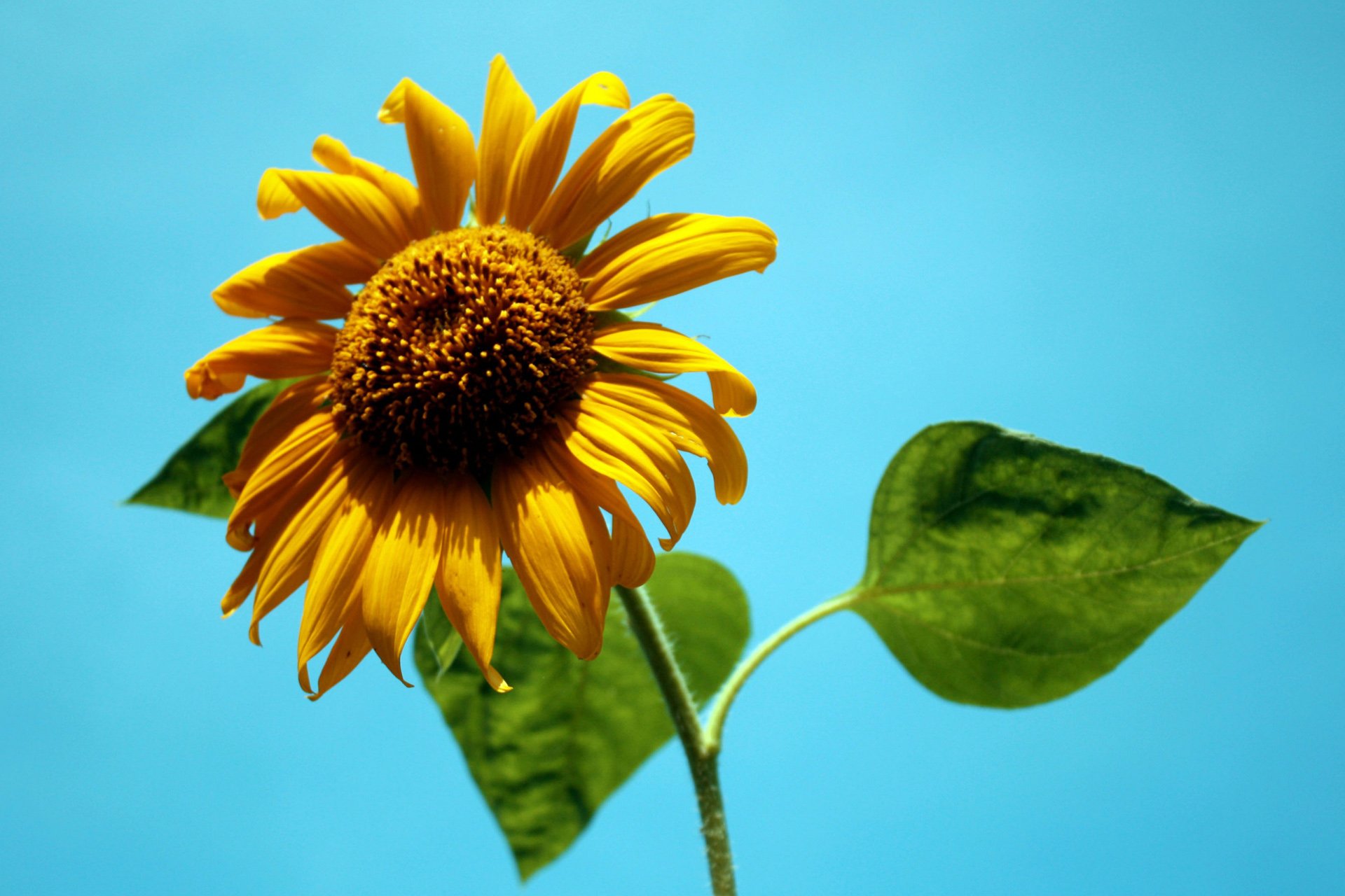 小清新,唯美,温馨,温暖,阳光,绿色养眼,自然,清新淡雅,花,春天,花团锦簇