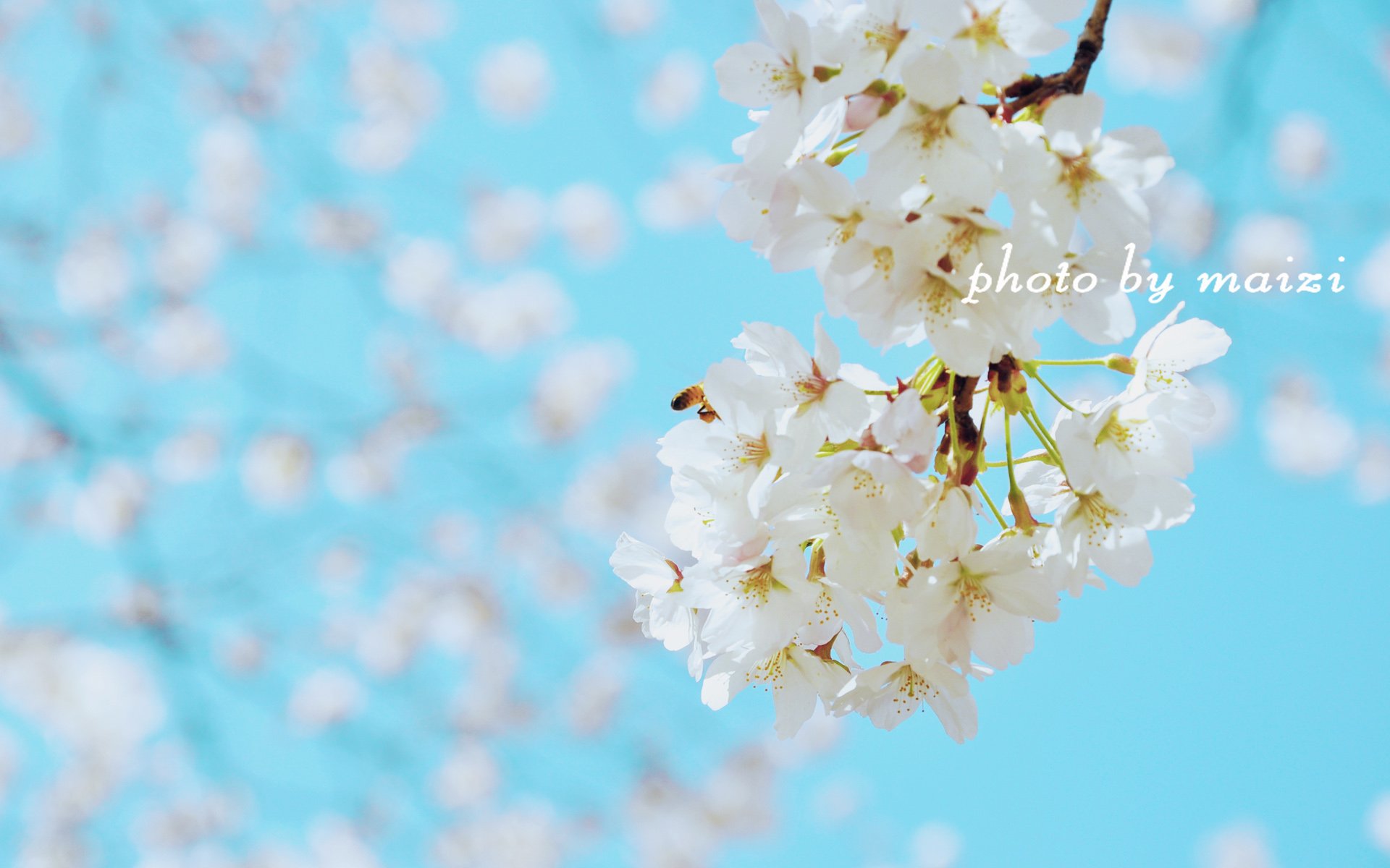 小清新,唯美,温馨,温暖,阳光,绿色养眼,自然,清新淡雅,花,春天,花团锦簇