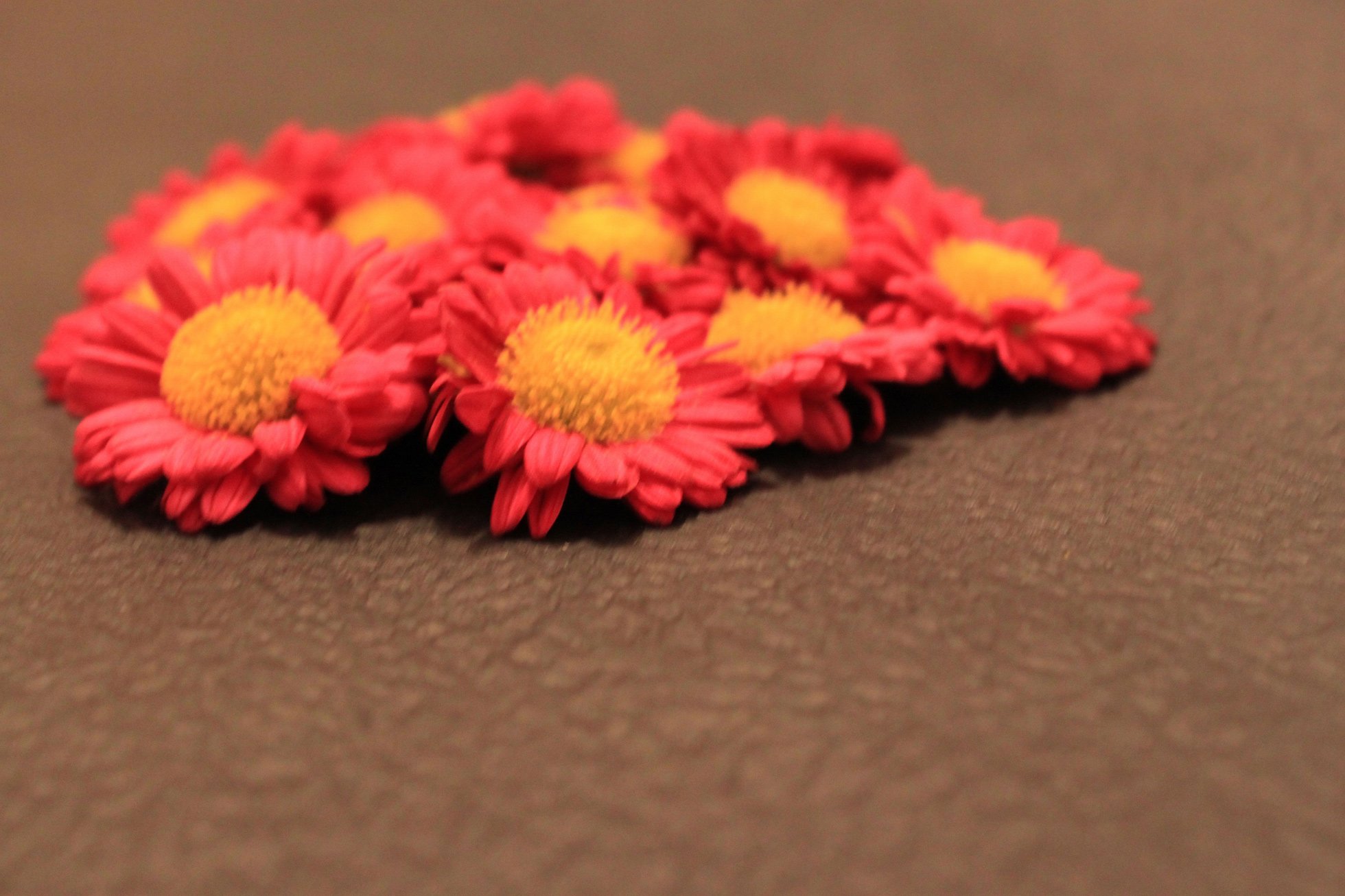 小清新,唯美,温馨,温暖,阳光,绿色养眼,自然,清新淡雅,花,春天,花团锦簇