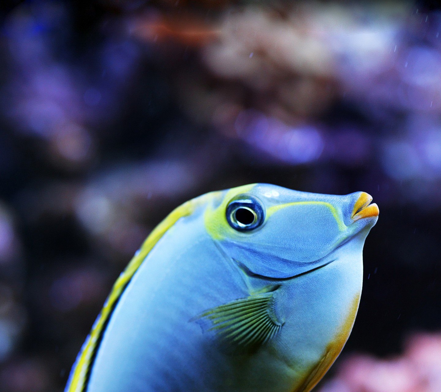 动物,金鱼,7秒的记忆,可爱,唯美,意境,游,安静,水下