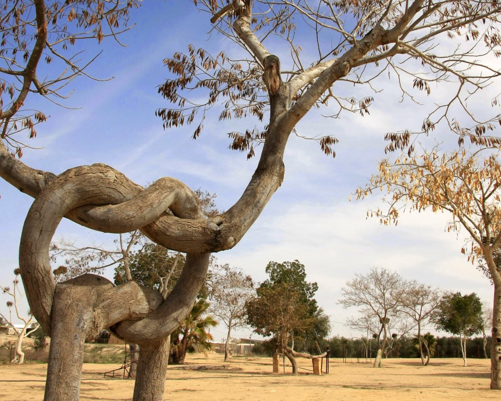 风景,自然,风光,草原,枯黄,树,秋天