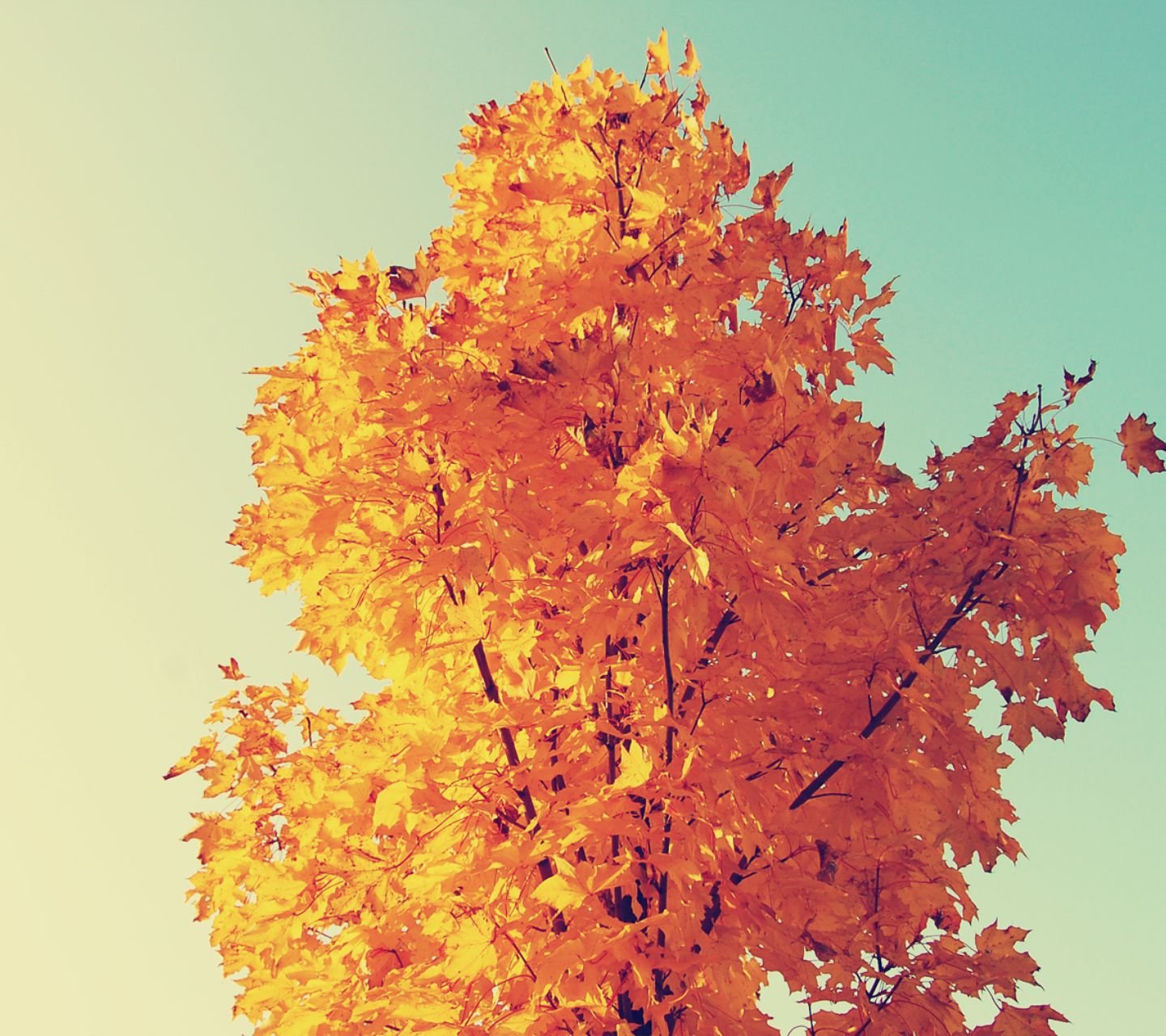 自然,风景,树,唯美,意境,孤单,来生要做一棵树