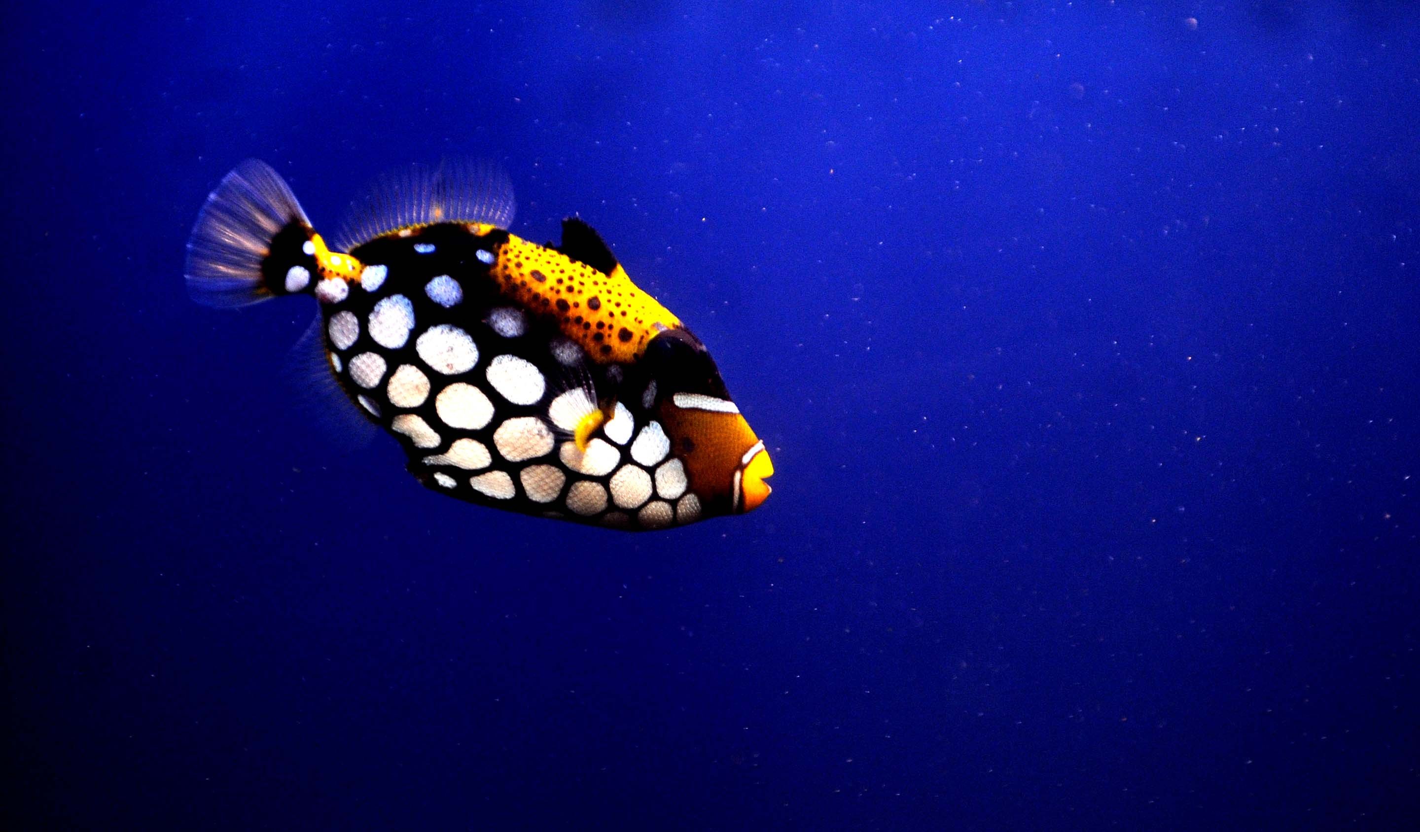 动物,金鱼,7秒的记忆,可爱,唯美,意境,游,安静,水下