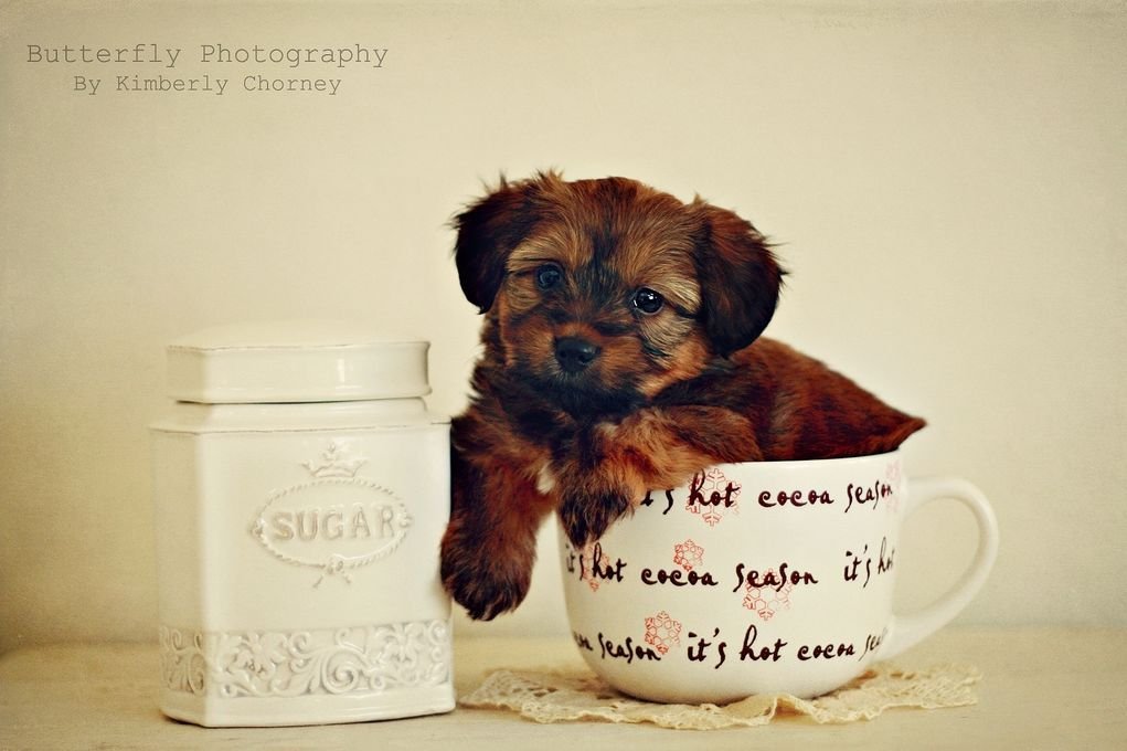 动物,萌,宠物,狗