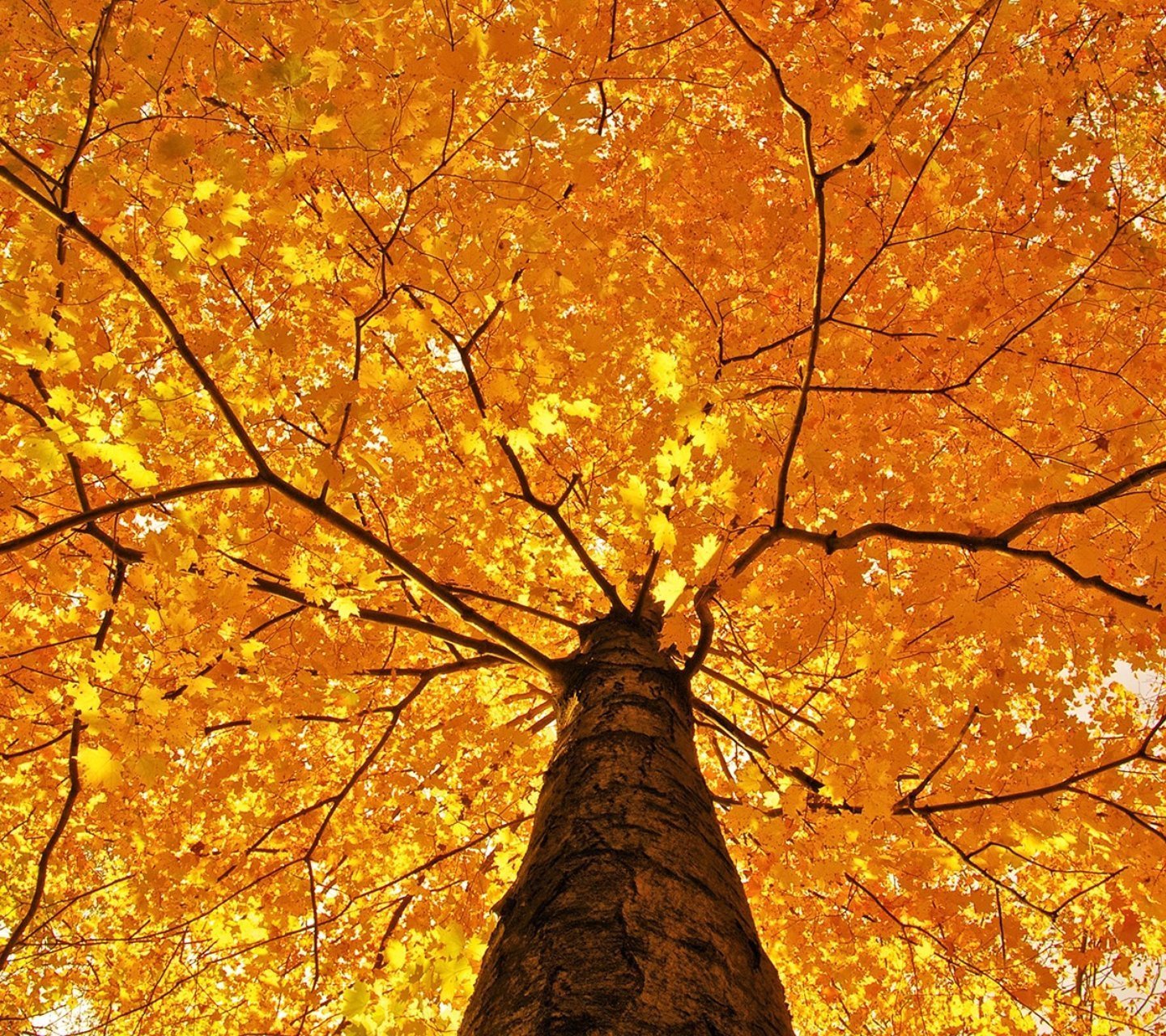 植树节,来生要做一棵树,风景,自然