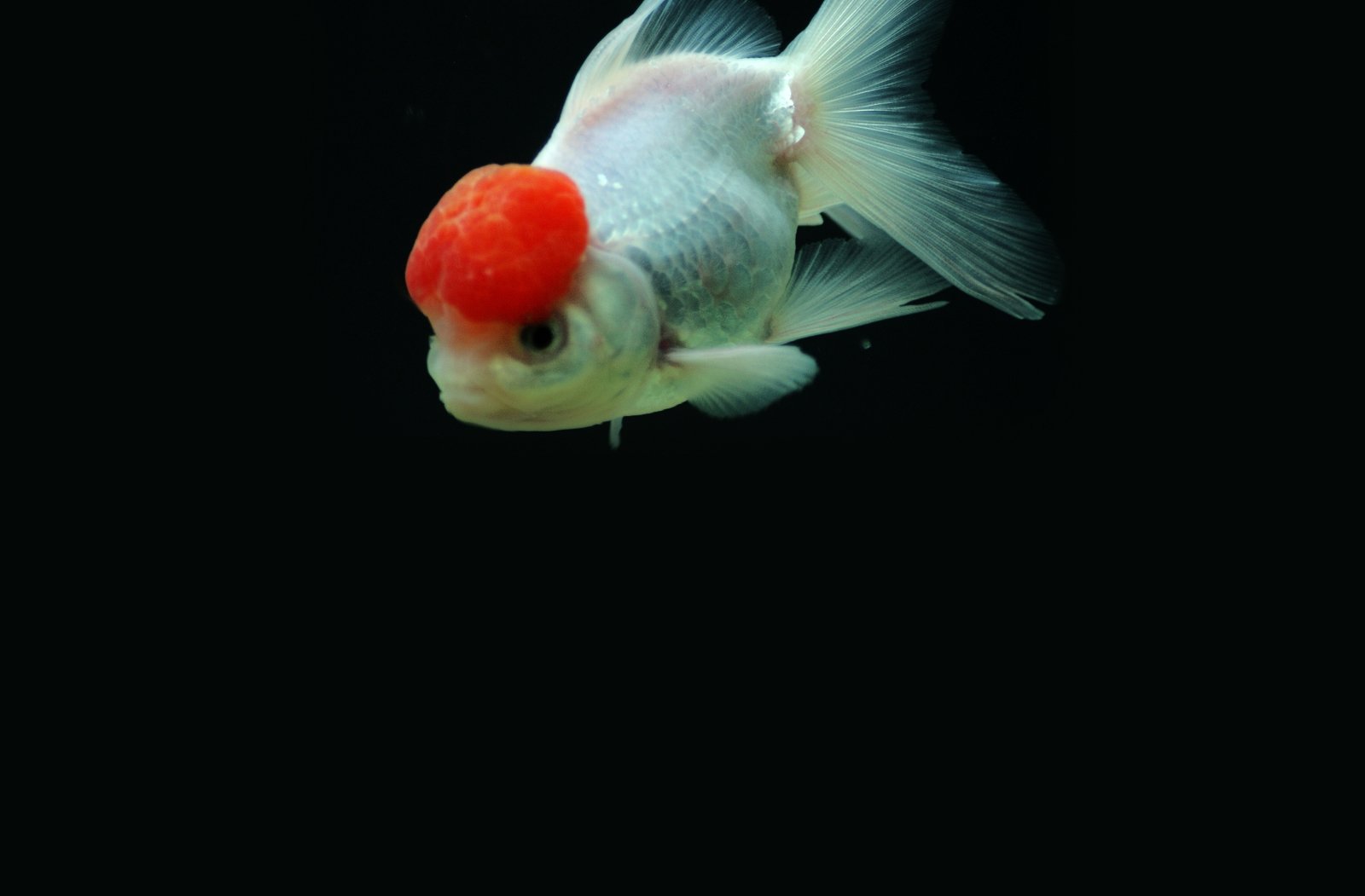 动物,金鱼,7秒的记忆,可爱,唯美,意境,游,安静,水下