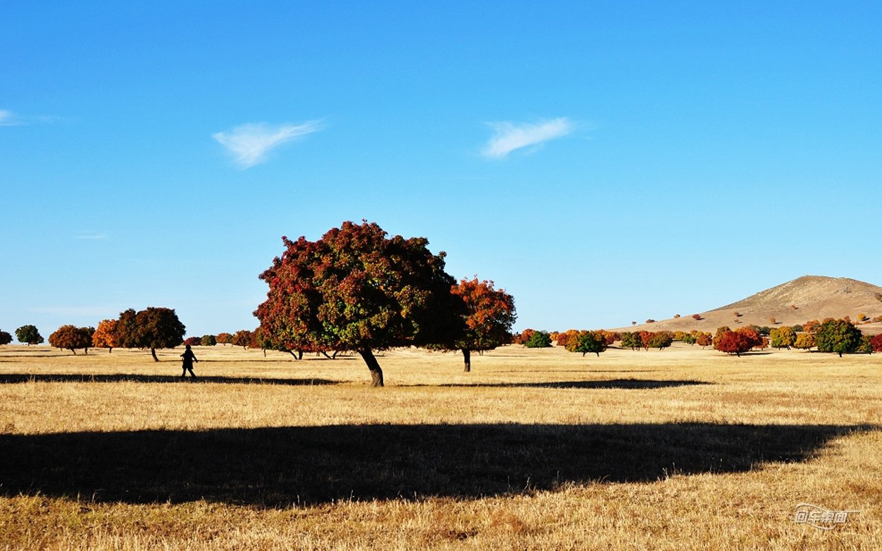自然,风景,树,唯美,意境,孤单,来生要做一棵树