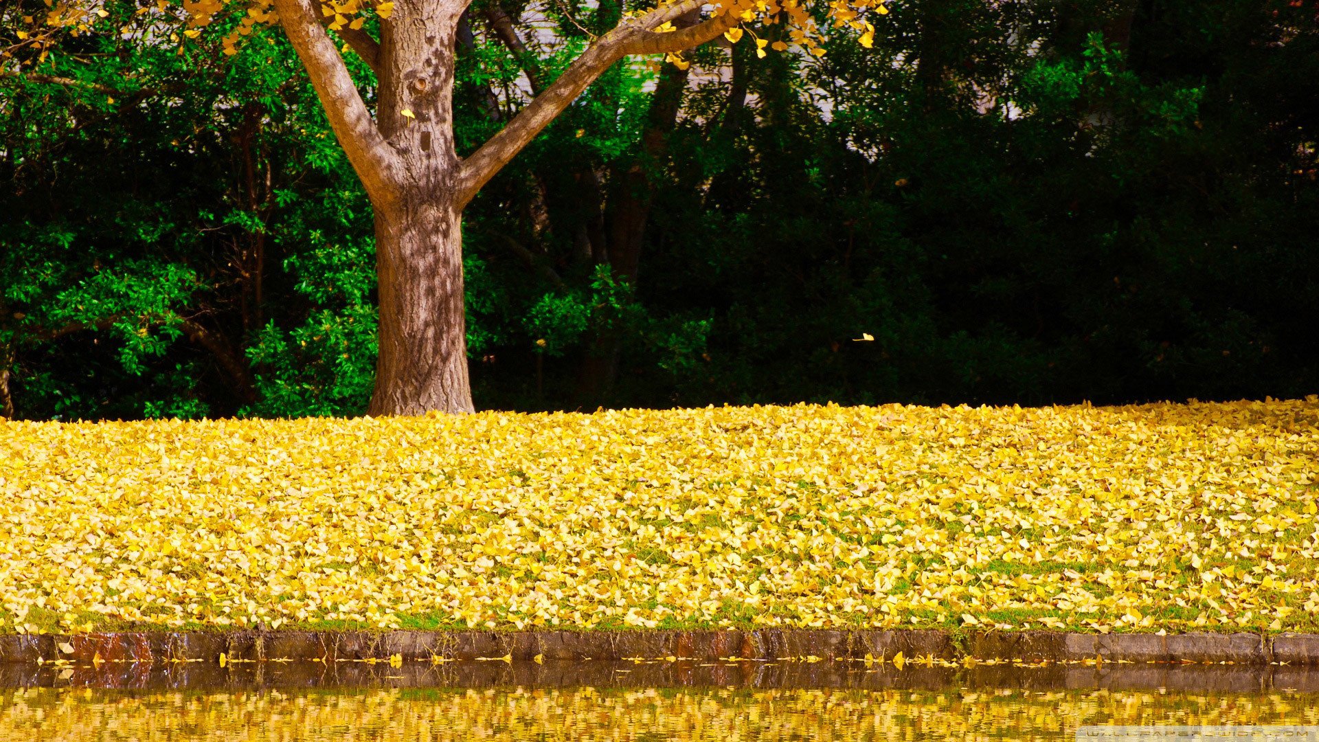 植树节,来生要做一棵树,风景,自然