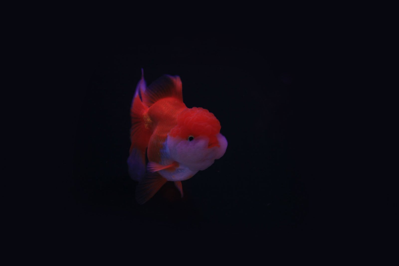 动物,金鱼,7秒的记忆,可爱,唯美,意境,游,安静,水下