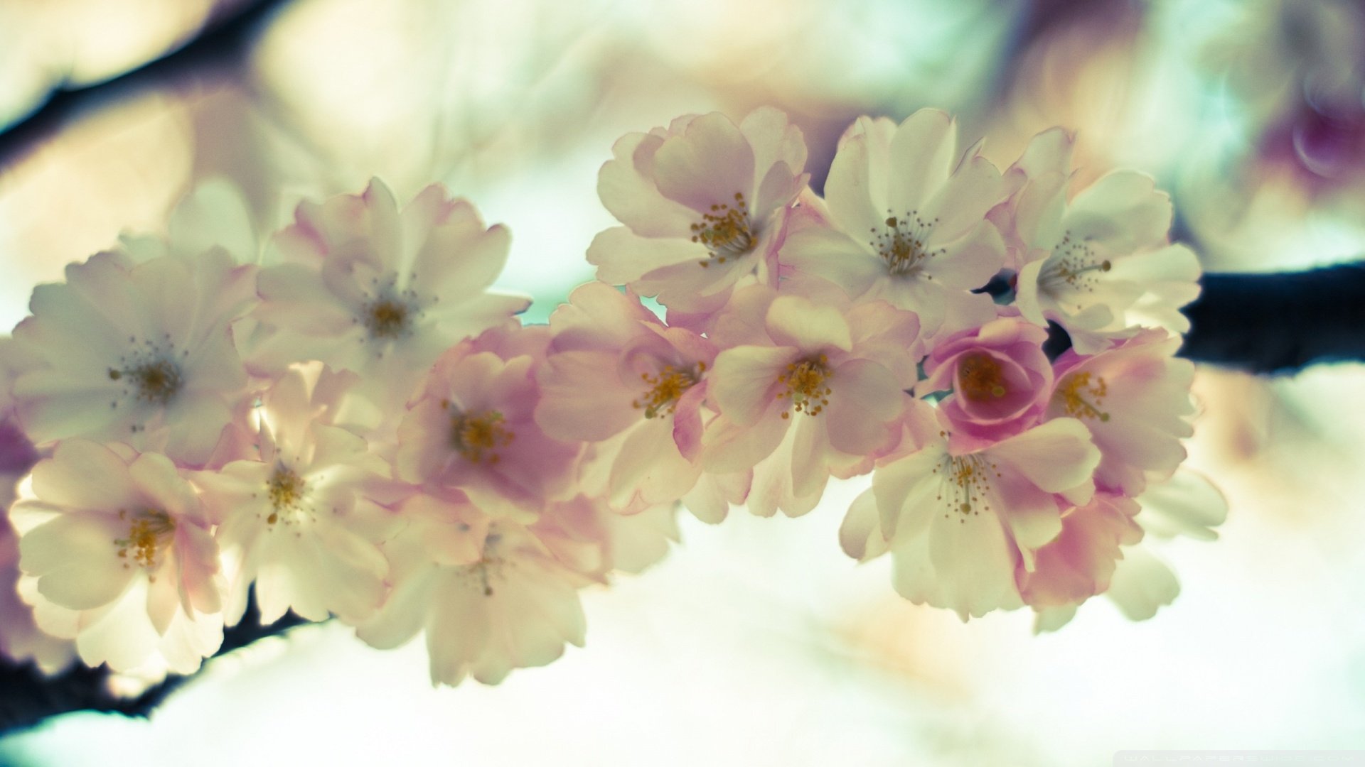 春分,春天,花,花开的声音,浪漫,清新,花朵,唯美,温暖,清新淡雅,鸟语花香
