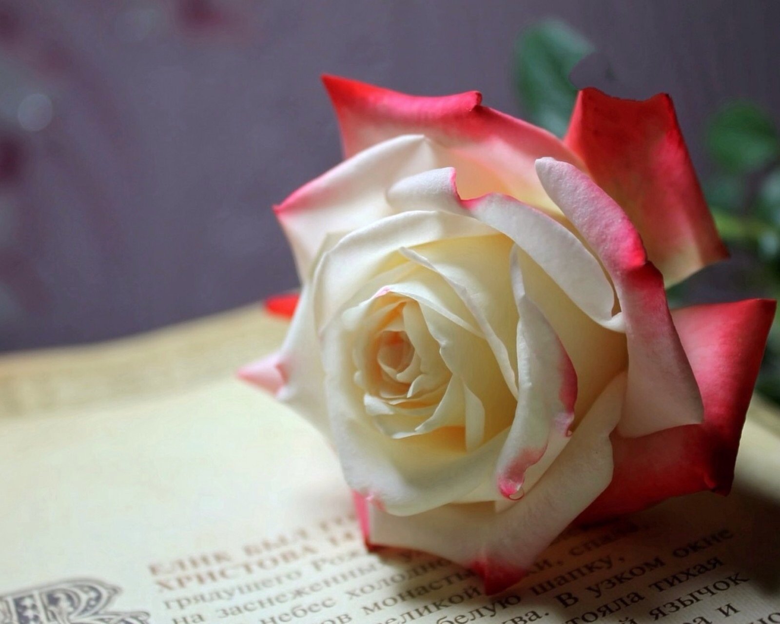 小清新,清新,唯美,物语,静物,治愈系,温暖,慢生活,玫瑰