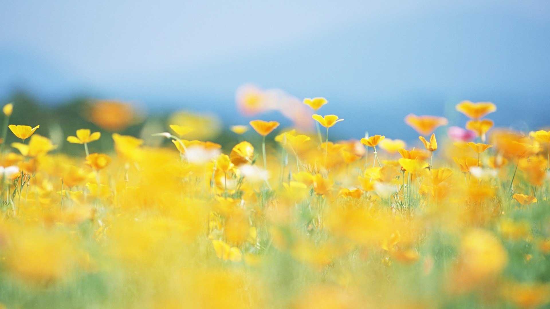 小清新,唯美,温馨,温暖,阳光,绿色养眼,自然,清新淡雅,花,春天,花团锦簇