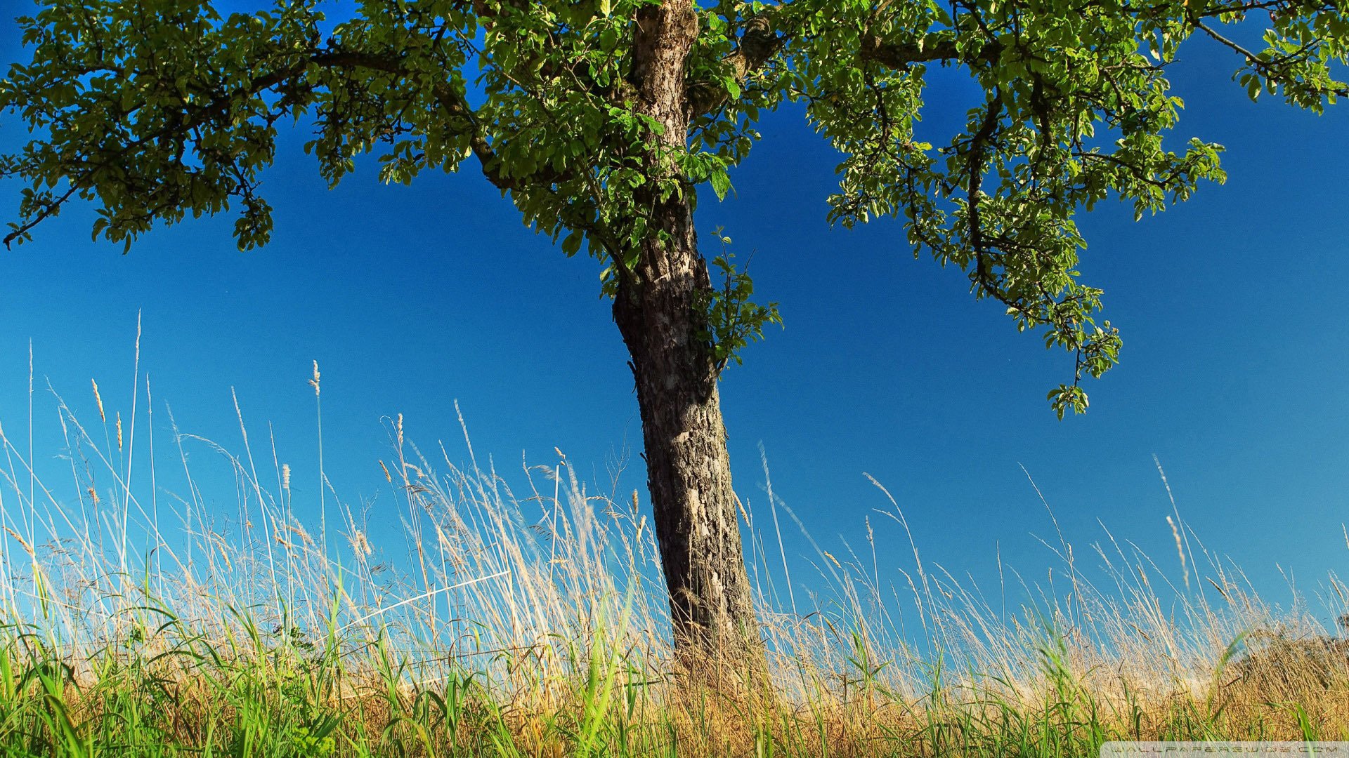 植树节,来生要做一棵树,风景,自然