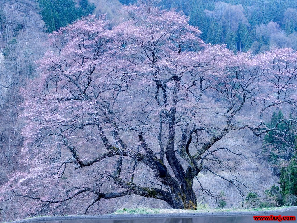自然,风景,树,唯美,意境,孤单,来生要做一棵树