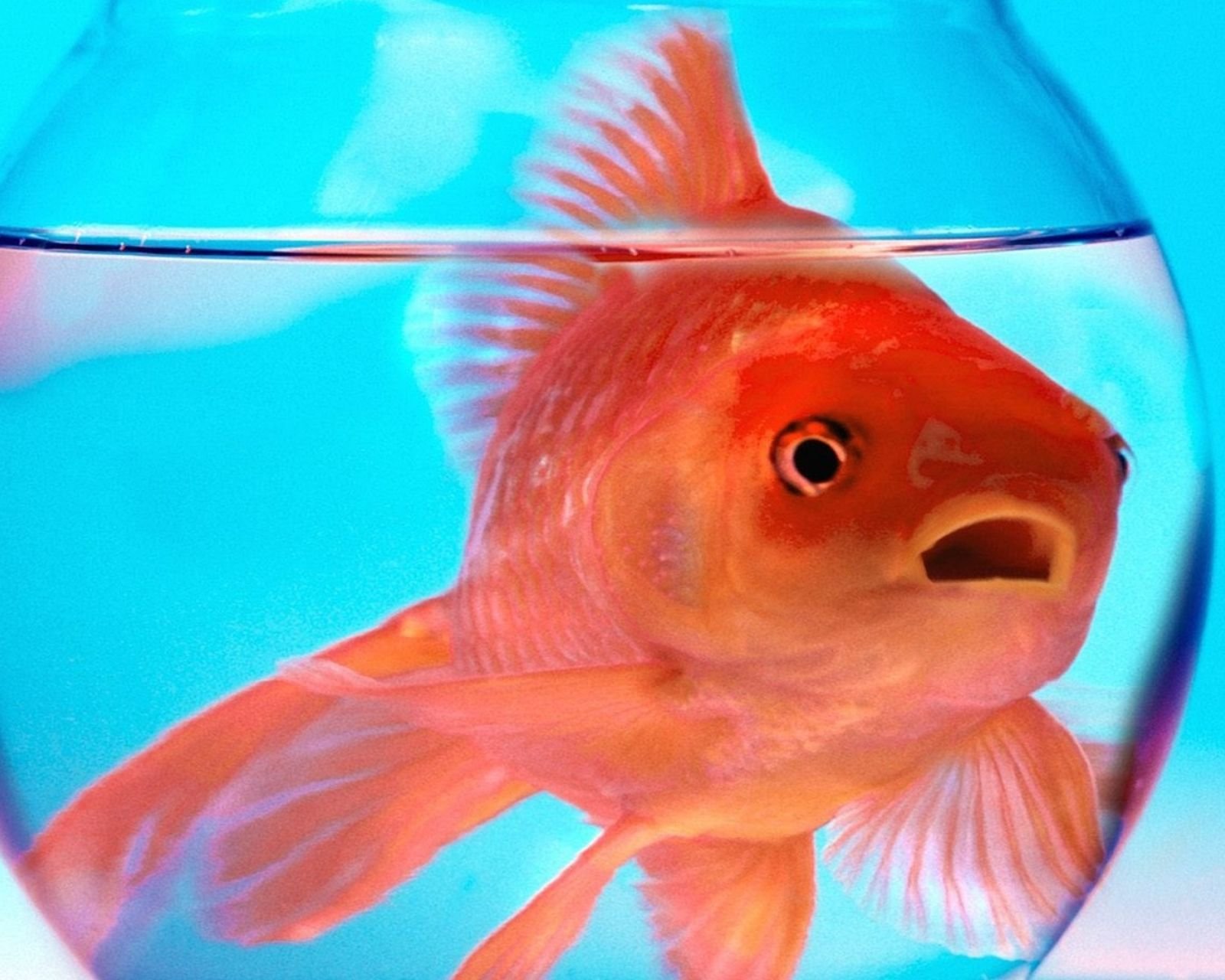 动物,金鱼,7秒的记忆,可爱,唯美,意境,游,安静,水下