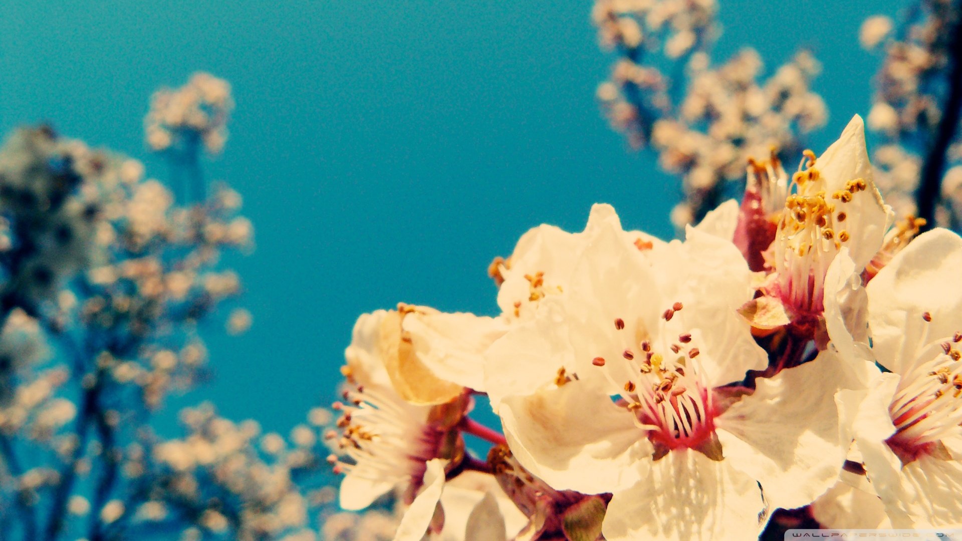 春分,春天,花,花开的声音,浪漫,清新,花朵,唯美,温暖,清新淡雅,鸟语花香