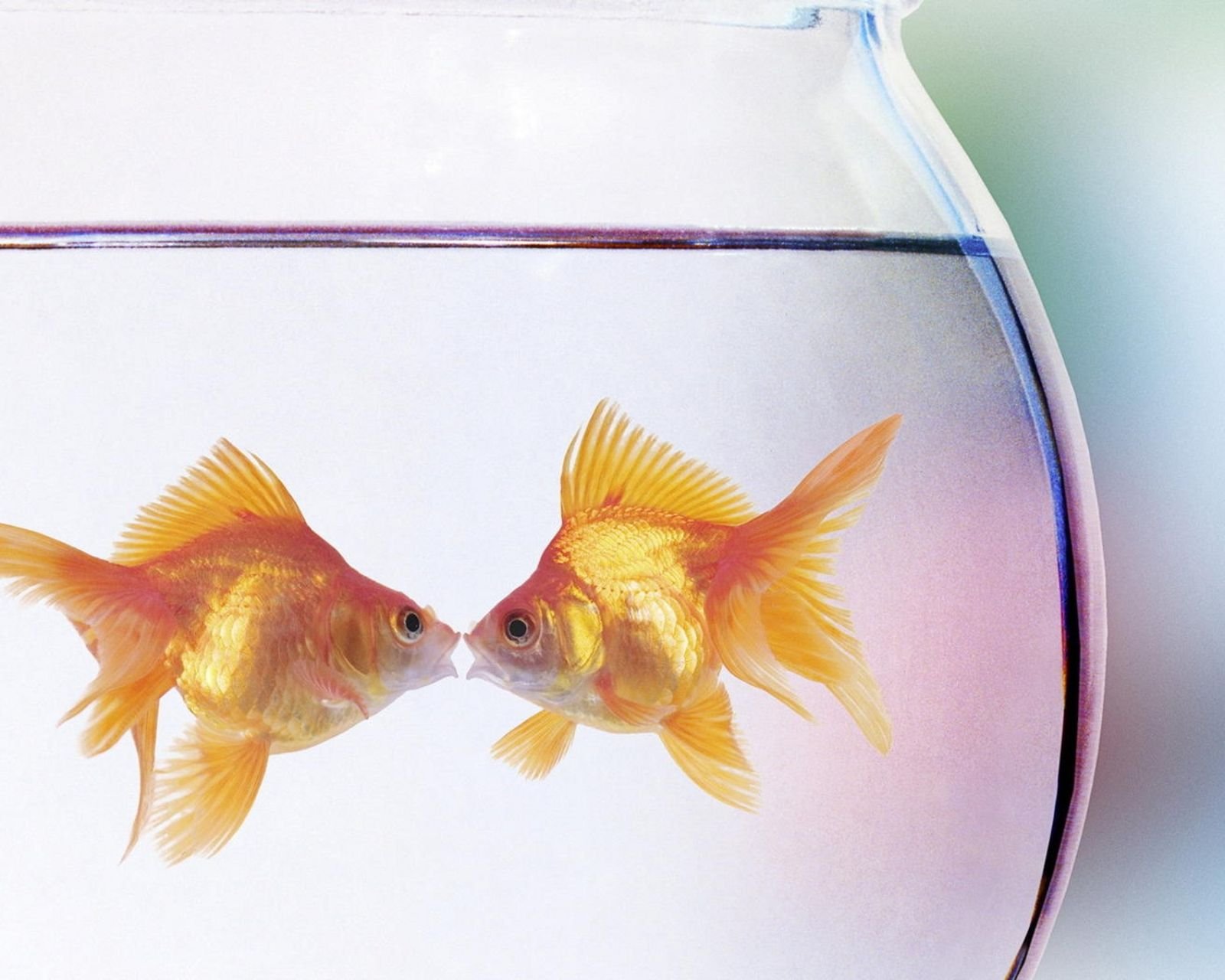 动物,金鱼,7秒的记忆,可爱,唯美,意境,游,安静,水下