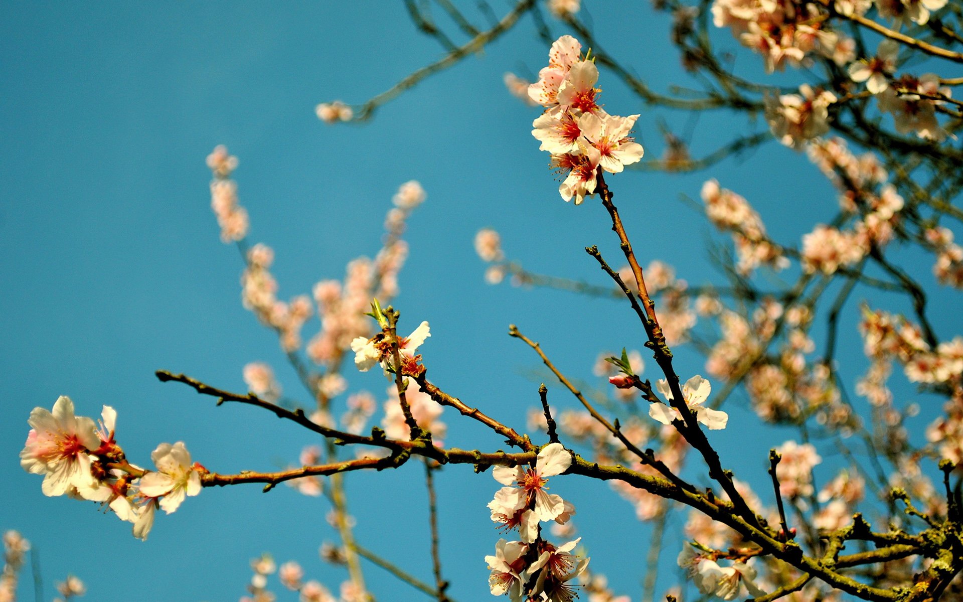 春分,春天,花,花开的声音,浪漫,清新,花朵,唯美,温暖,清新淡雅,鸟语花香