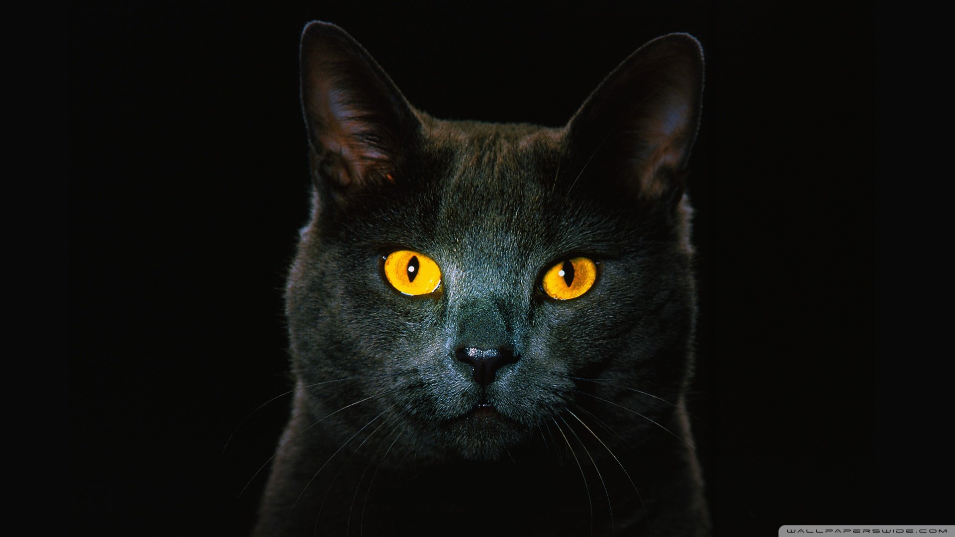 动物,古灵精怪,喵星人,猫,可爱,萌