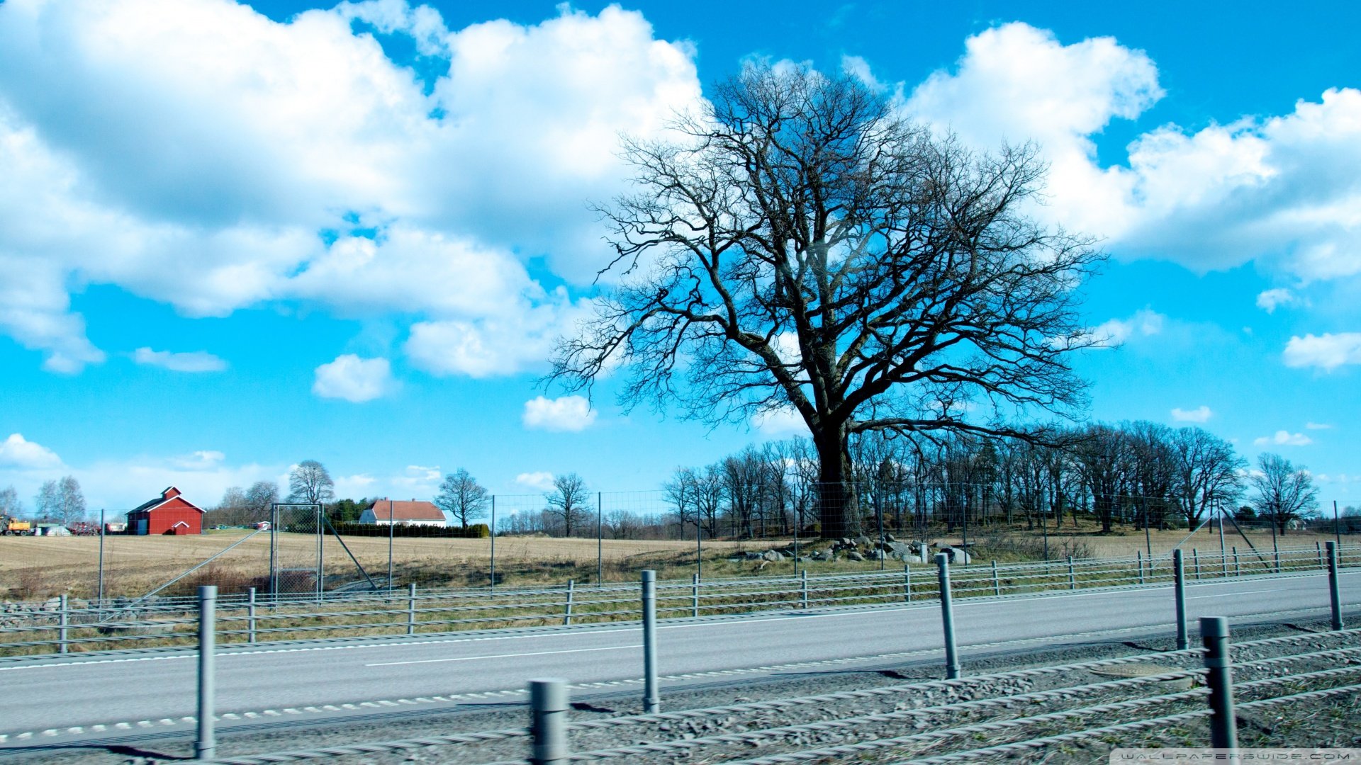 风景,自然,风光,唯美,安静,路,树,蓝天,白云