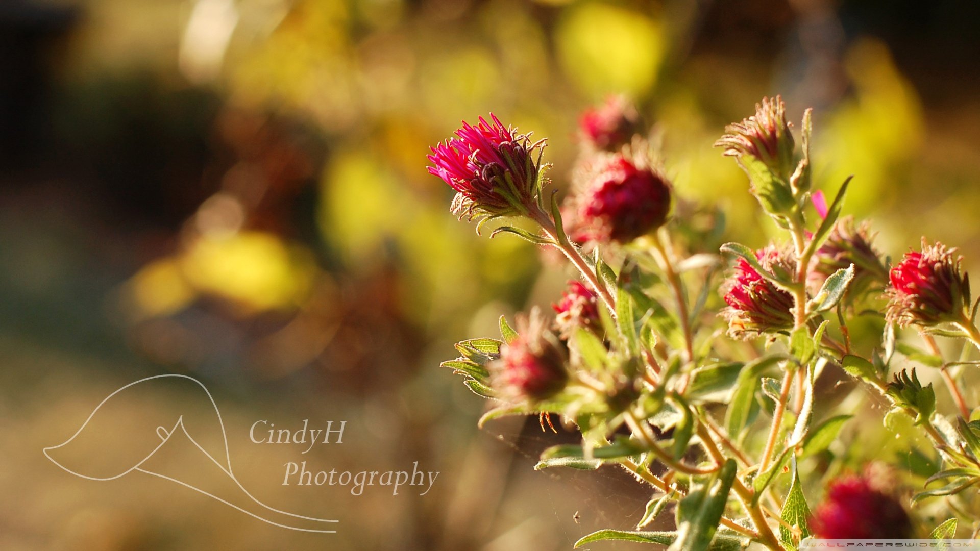 春分,春天,花,花开的声音,浪漫,清新,花朵,唯美,温暖,清新淡雅,鸟语花香