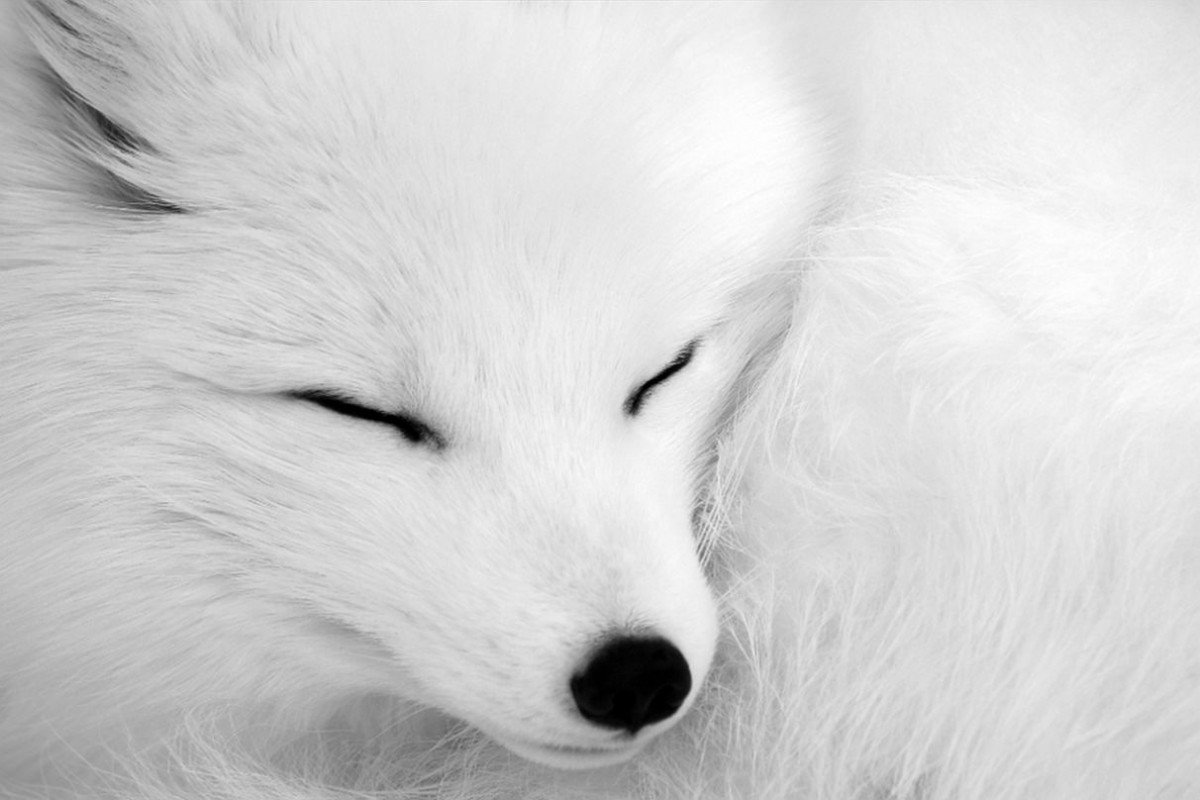 动物,狐狸,白狐