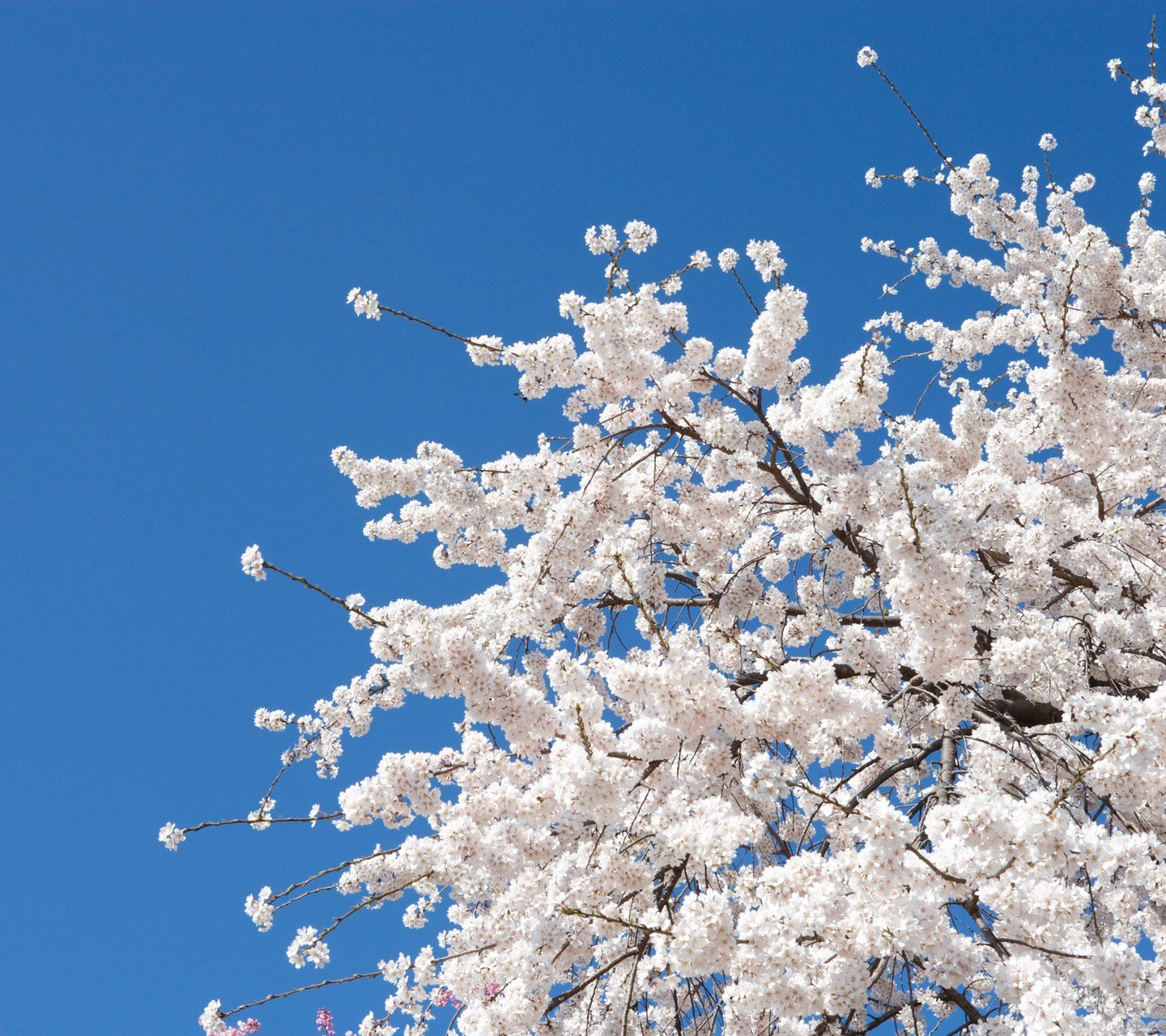 自然,风景,树,唯美,意境,孤单,来生要做一棵树