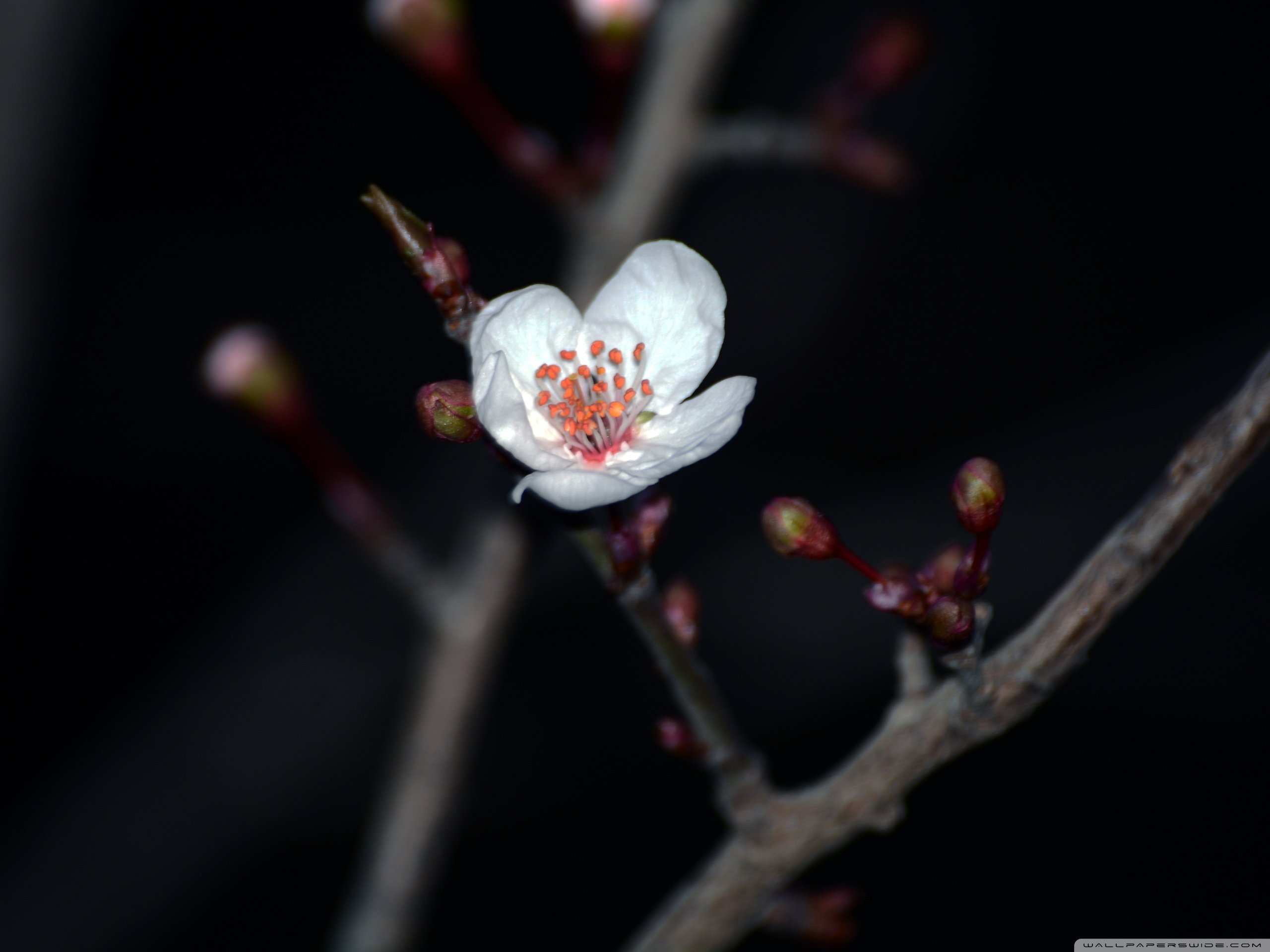 春分,春天,花,花开的声音,浪漫,清新,花朵,唯美,温暖,清新淡雅,鸟语花香