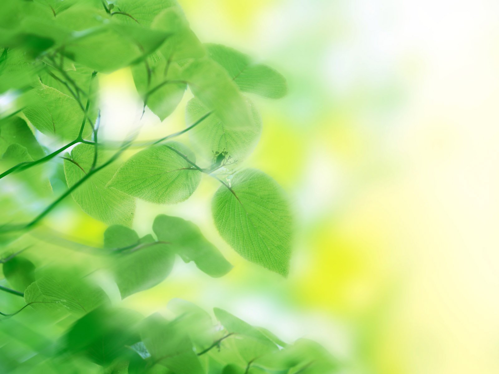 小清新,唯美,浪漫,温暖,温馨,干净,治愈系,慢生活,治愈,美好,夏天,炎热,清爽,冰霜,凉爽,凉快,叶子